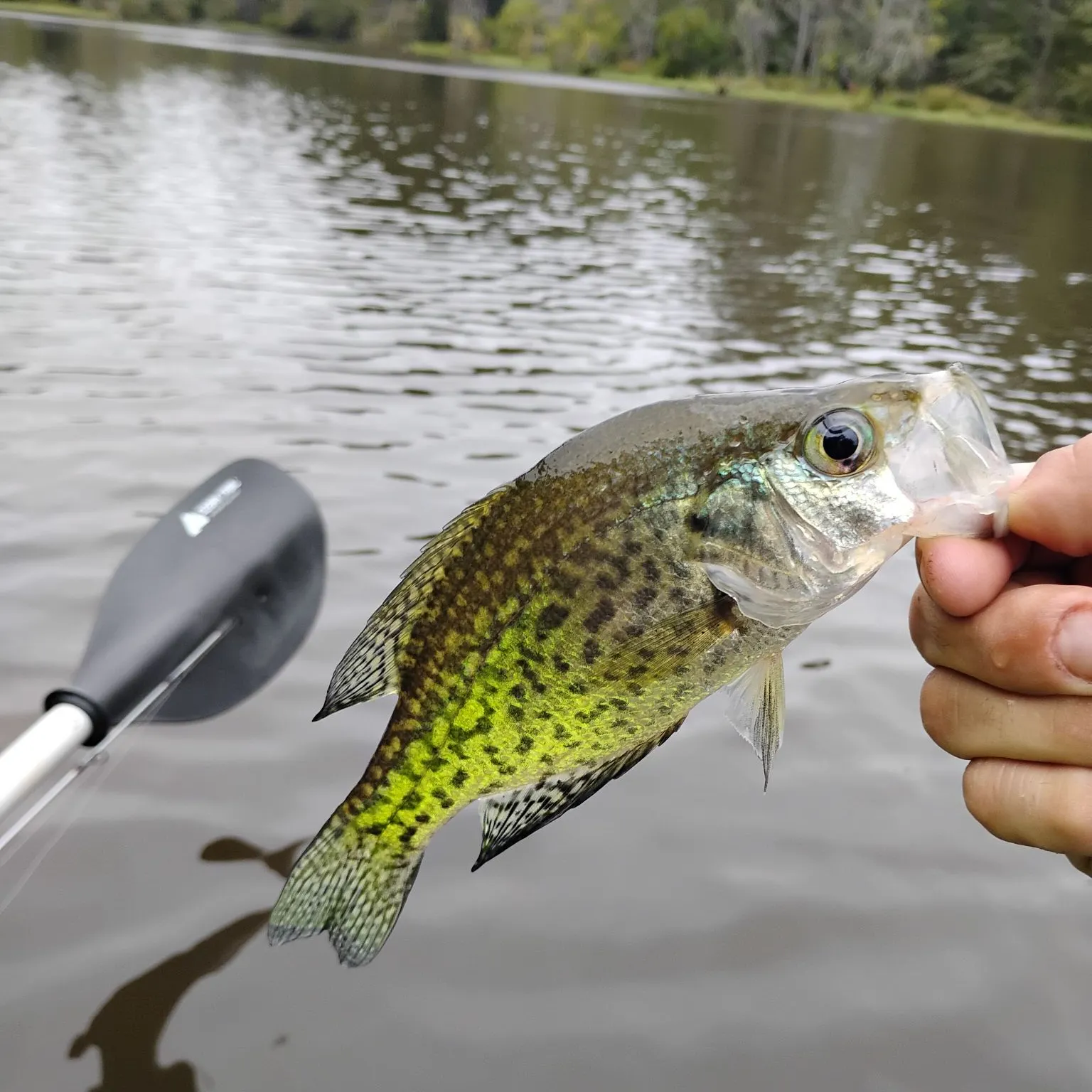 Black crappie caught on Fishbrain