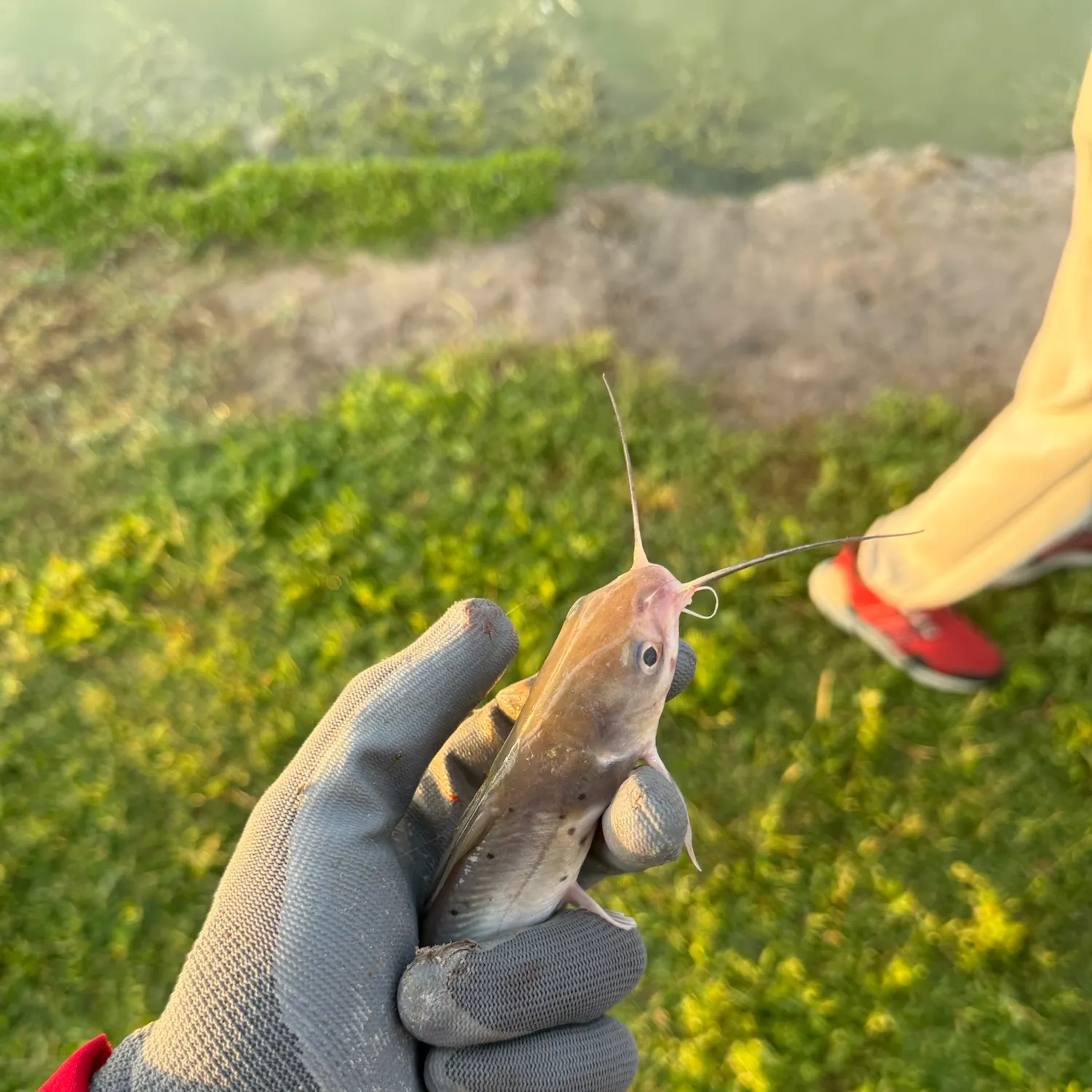 catch