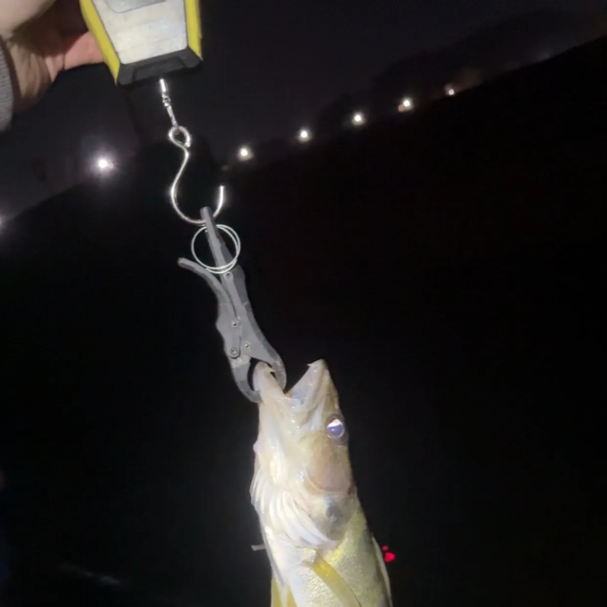 Walleye caught on Fishbrain