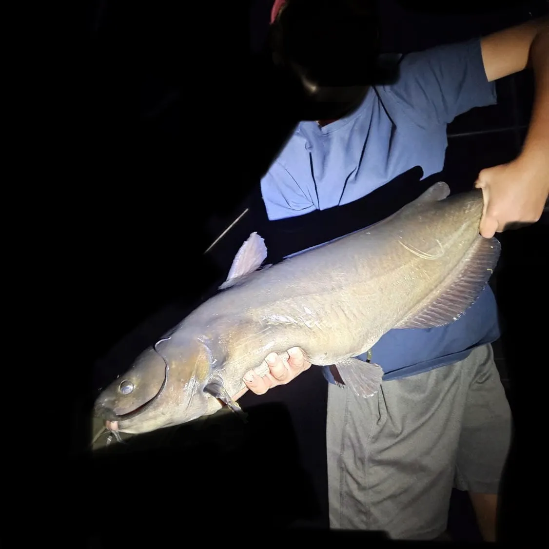 Channel catfish caught on Fishbrain