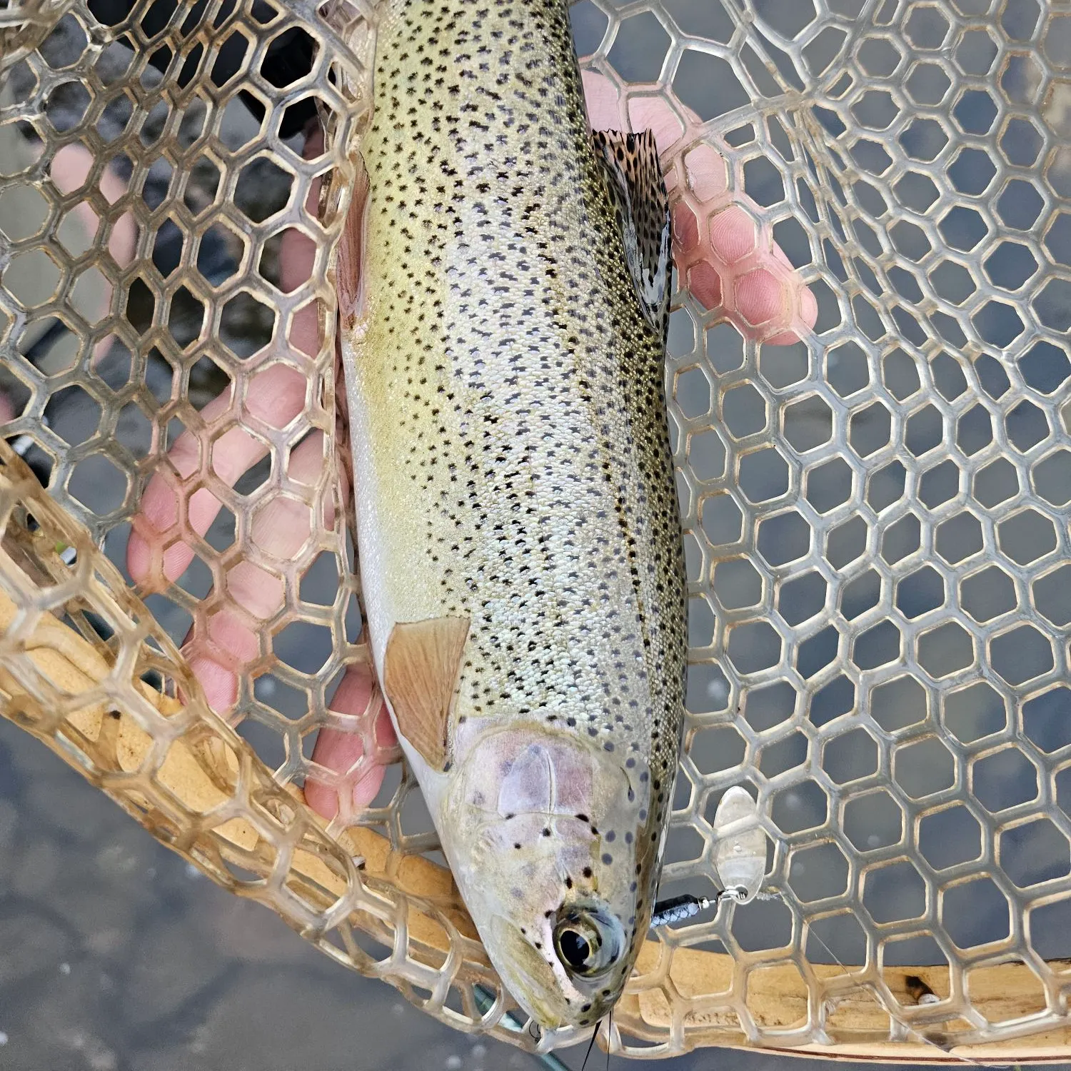 Rainbow trout caught on Fishbrain