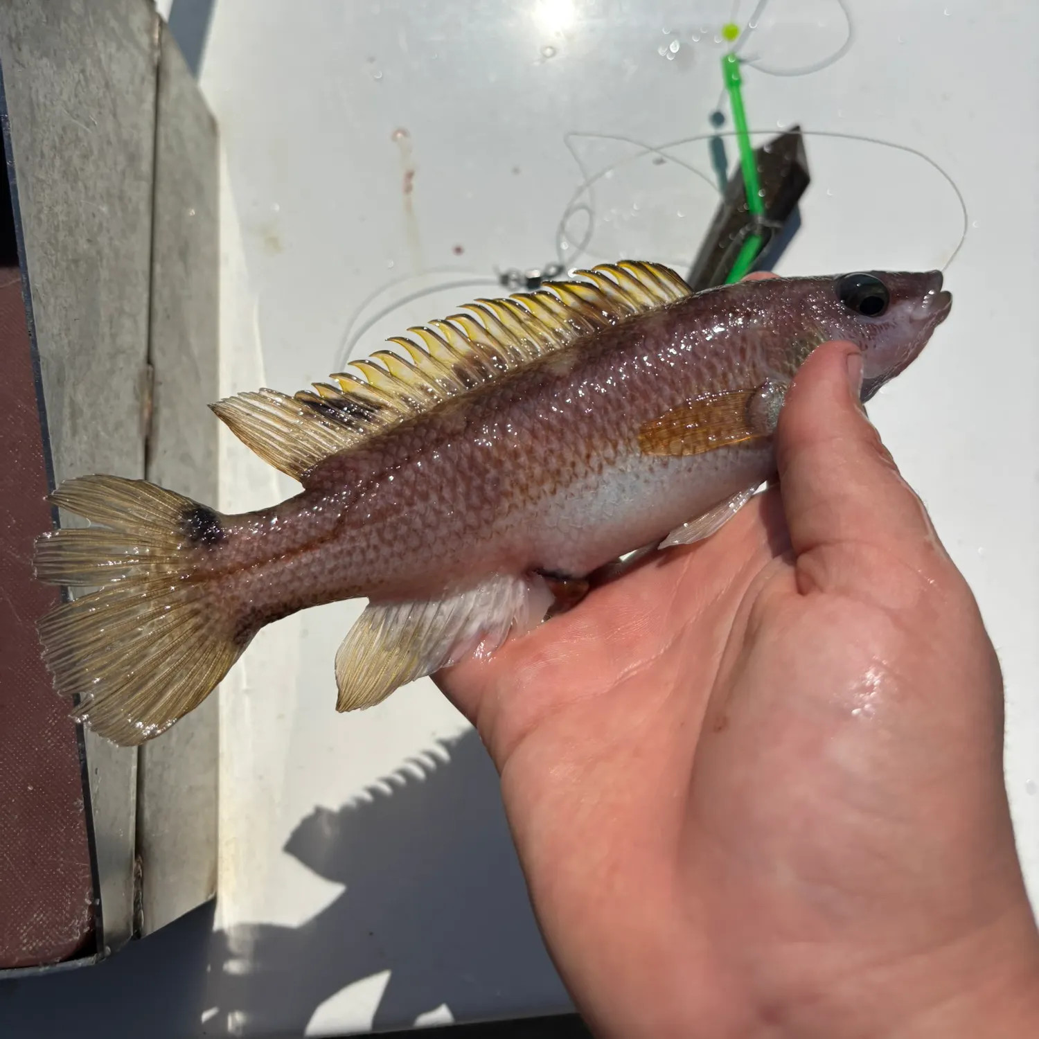 The most recent Scale-rayed wrasse catches on Fishbrain