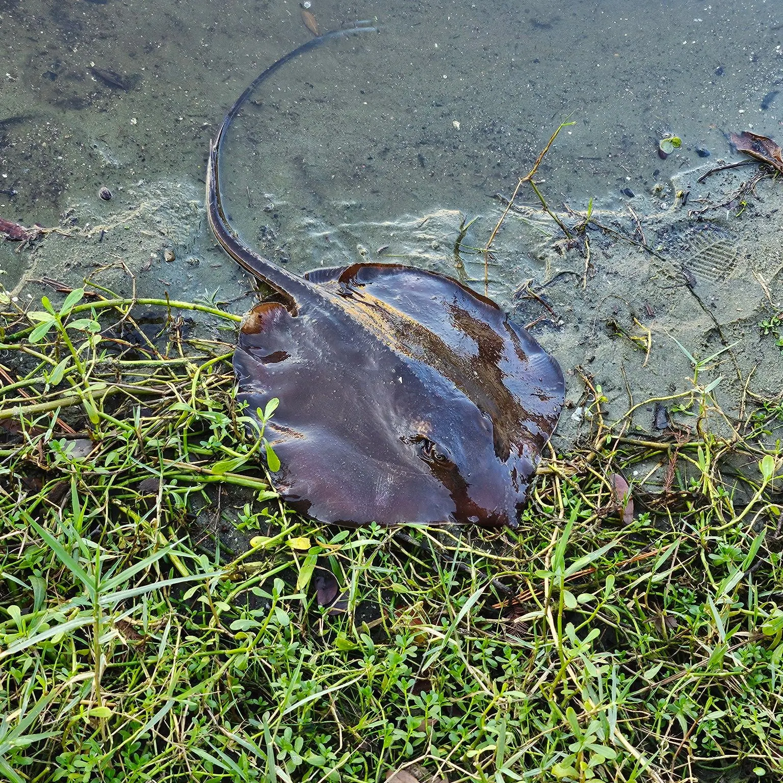 The most recent Atlantic stingray catches on Fishbrain