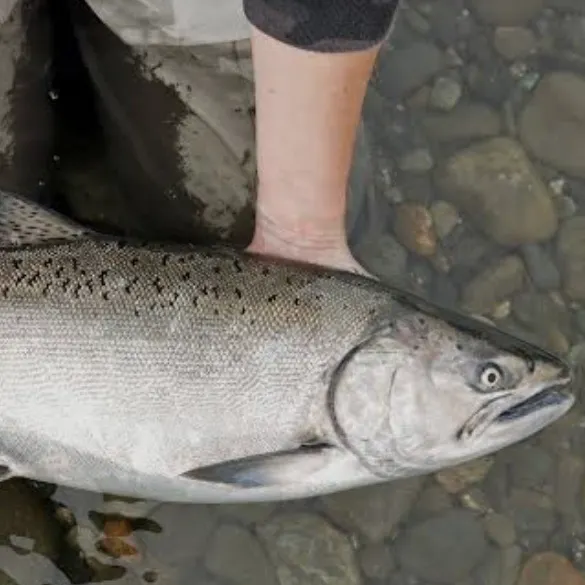 Chinook salmon caught on Fishbrain