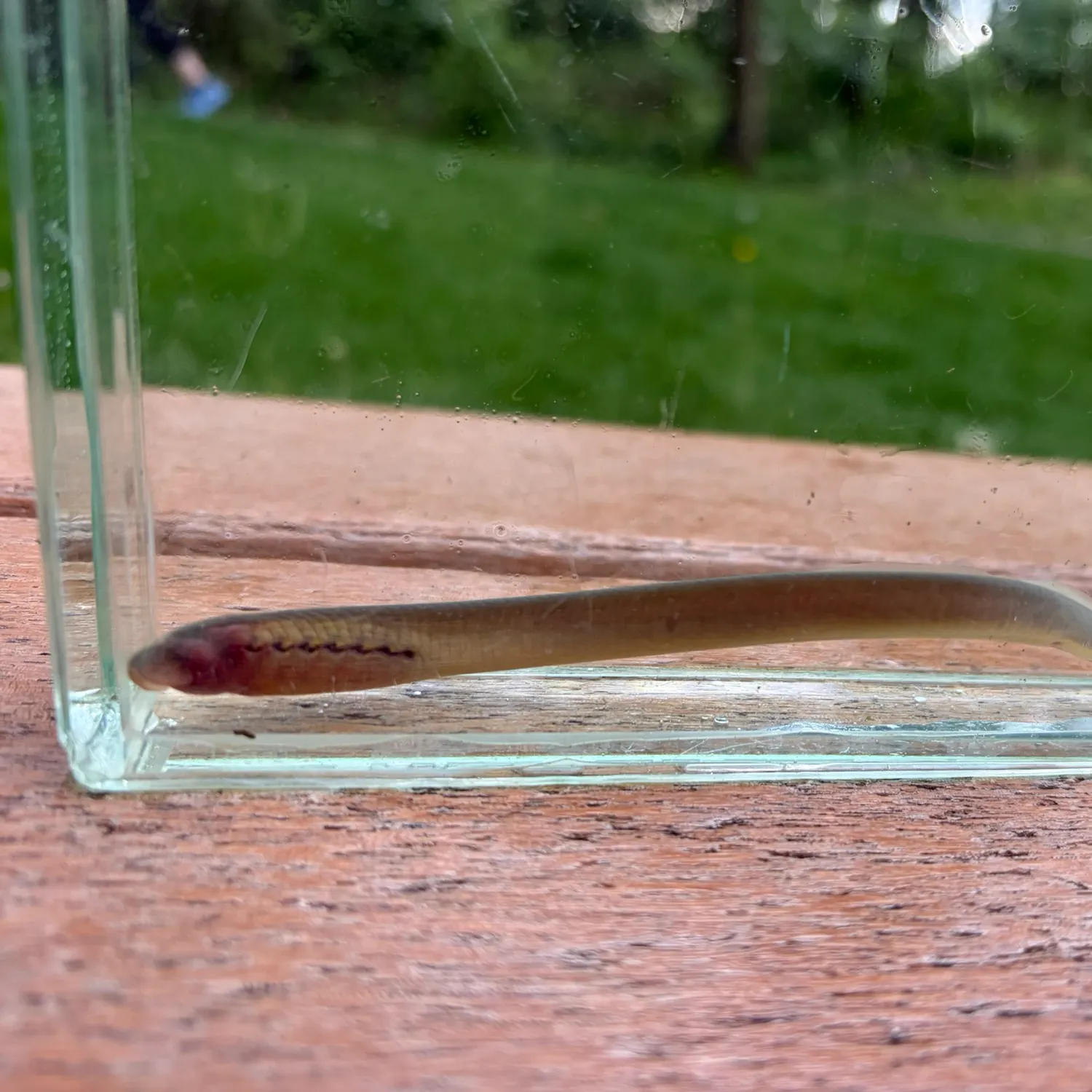 The most recent American brook lamprey catches on Fishbrain