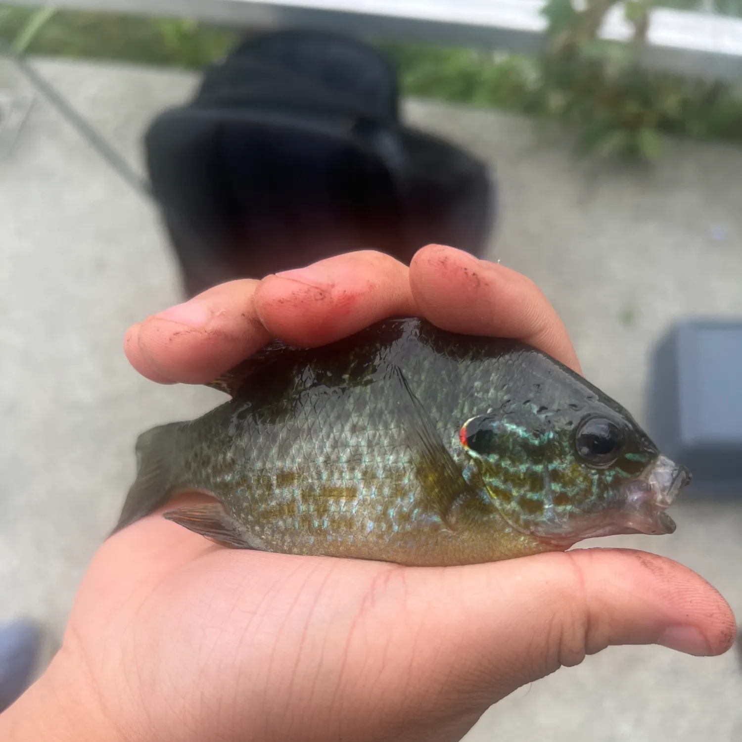 catch