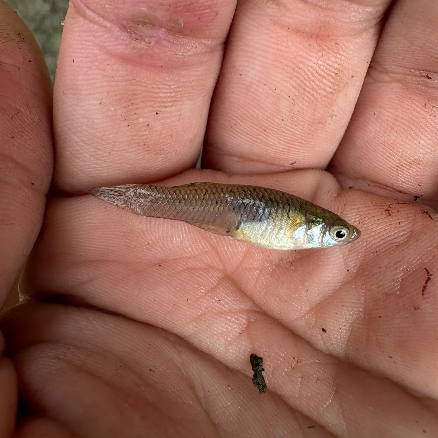 The most recent Western mosquitofish catches on Fishbrain