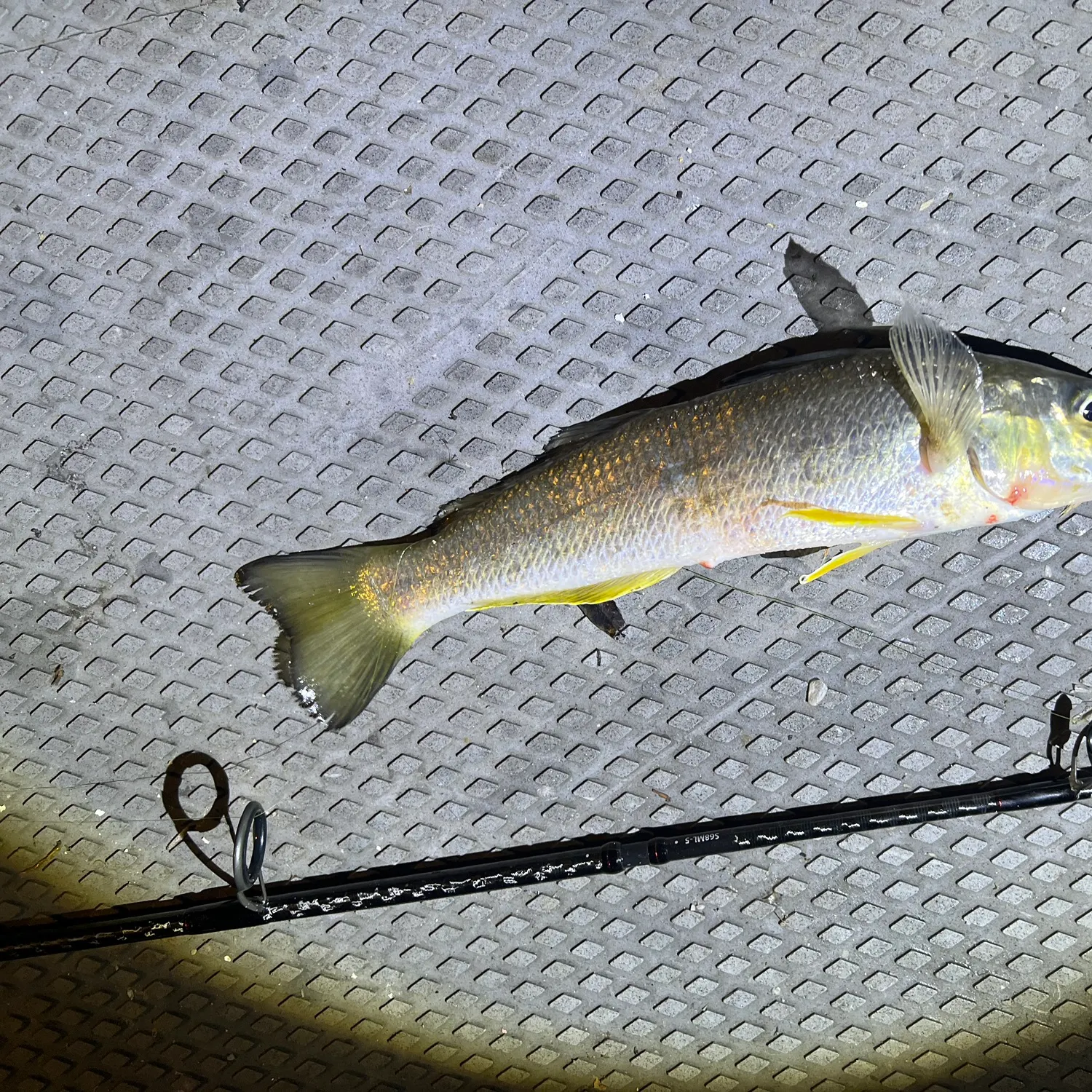 The most recent Sand sillago catches on Fishbrain