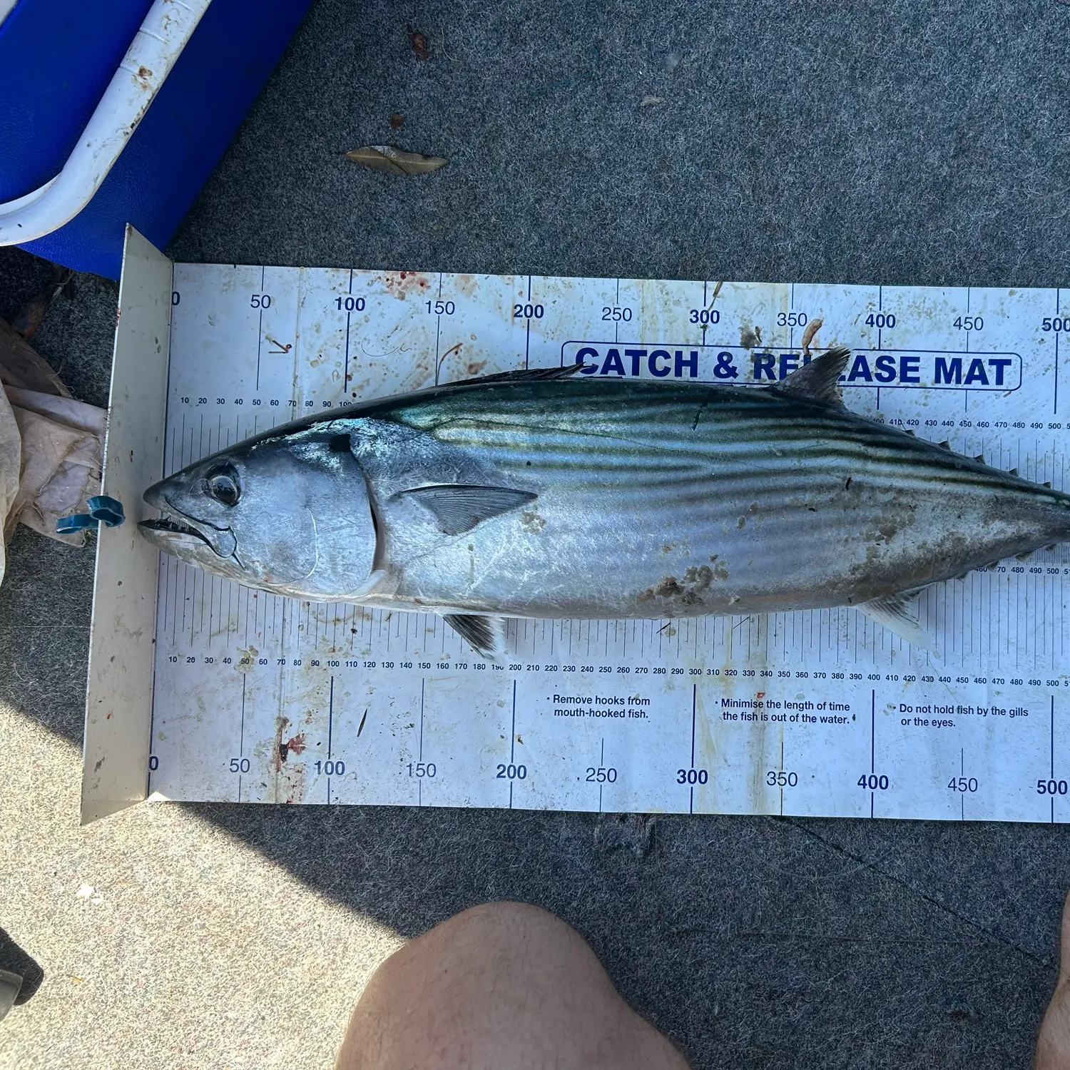 The most recent Australian bonito catches on Fishbrain