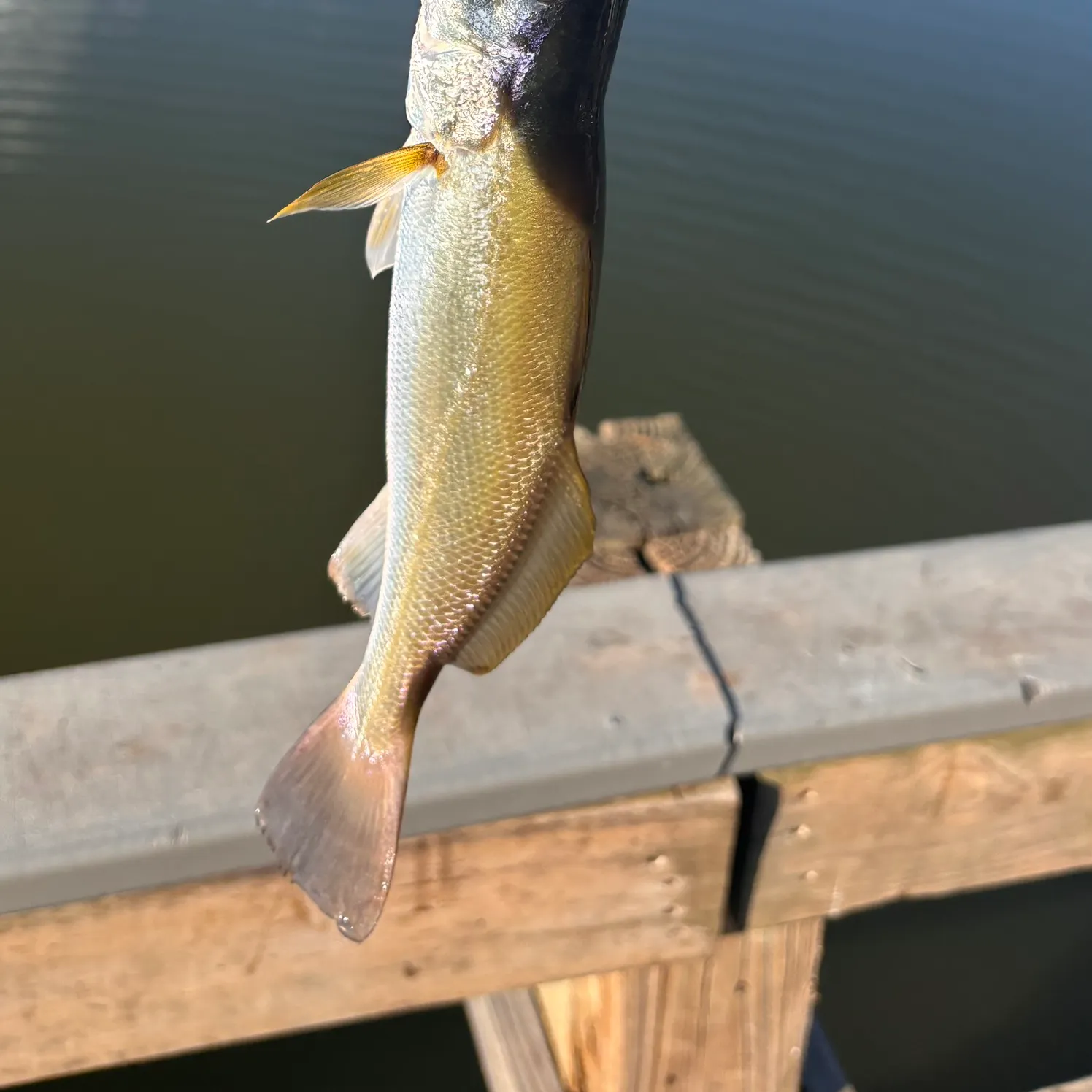 Sand seatrout caught on Fishbrain