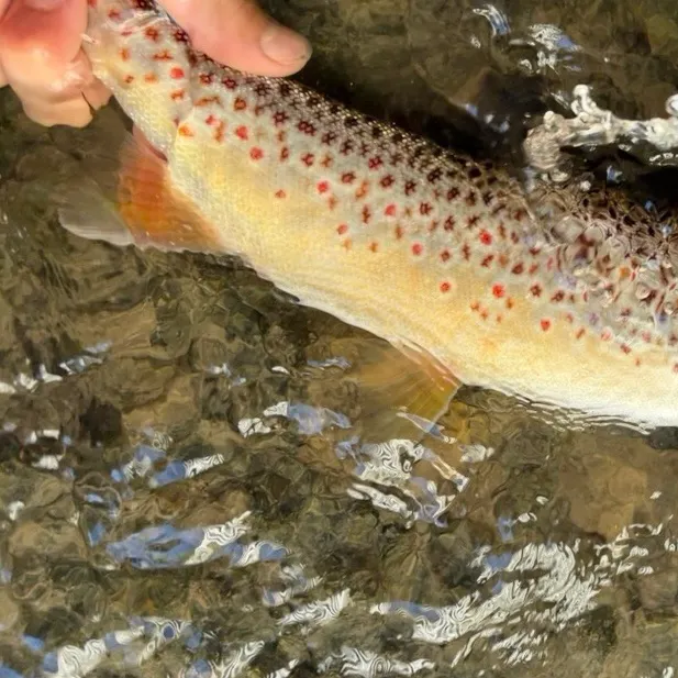 Brown trout caught on Fishbrain