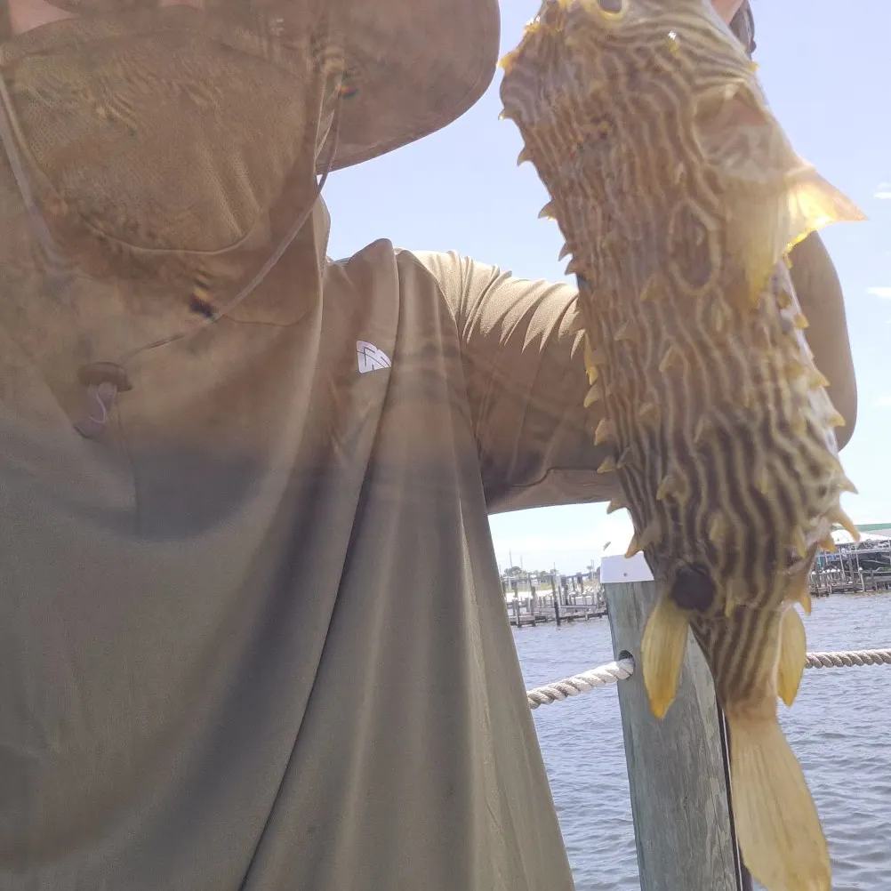 The most recent Striped burrfish catches on Fishbrain