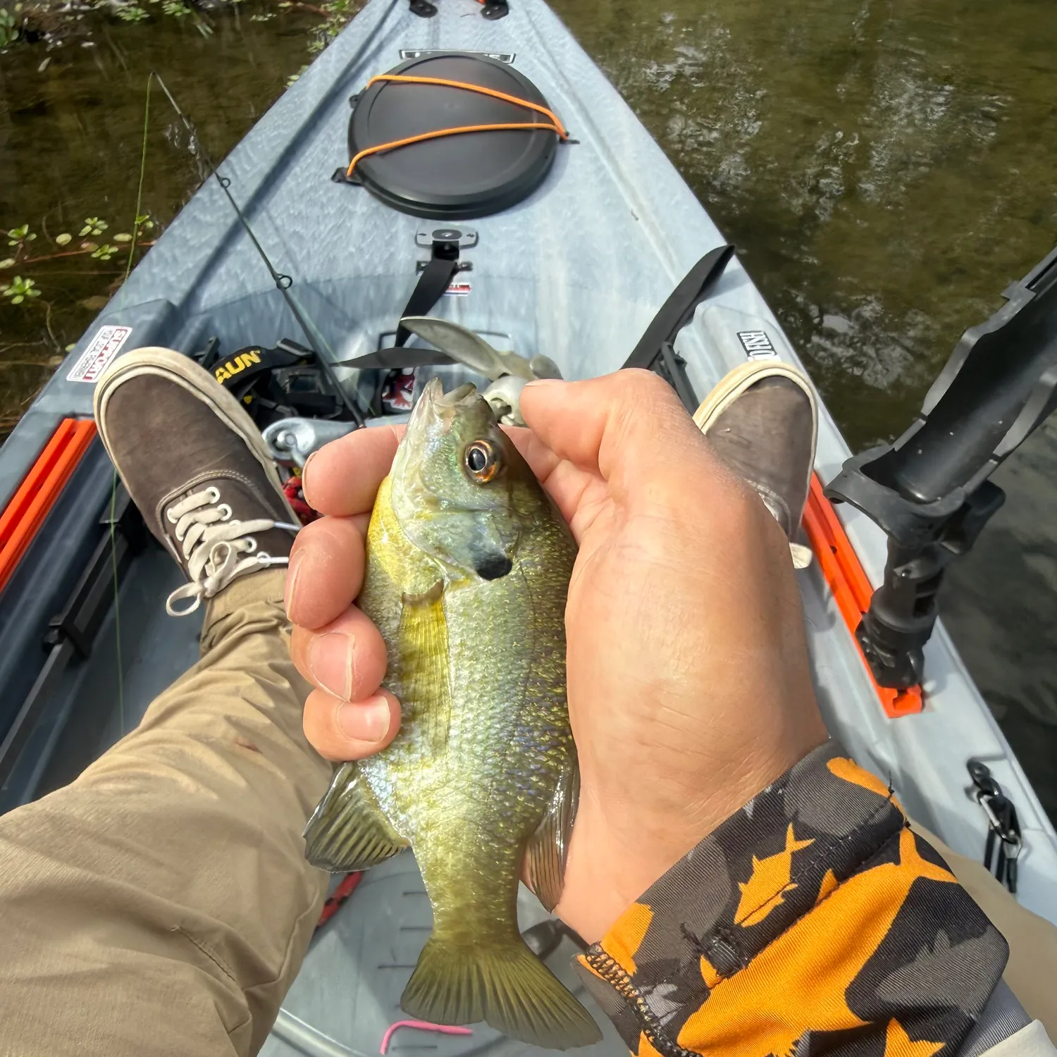 Bluegill caught on Fishbrain