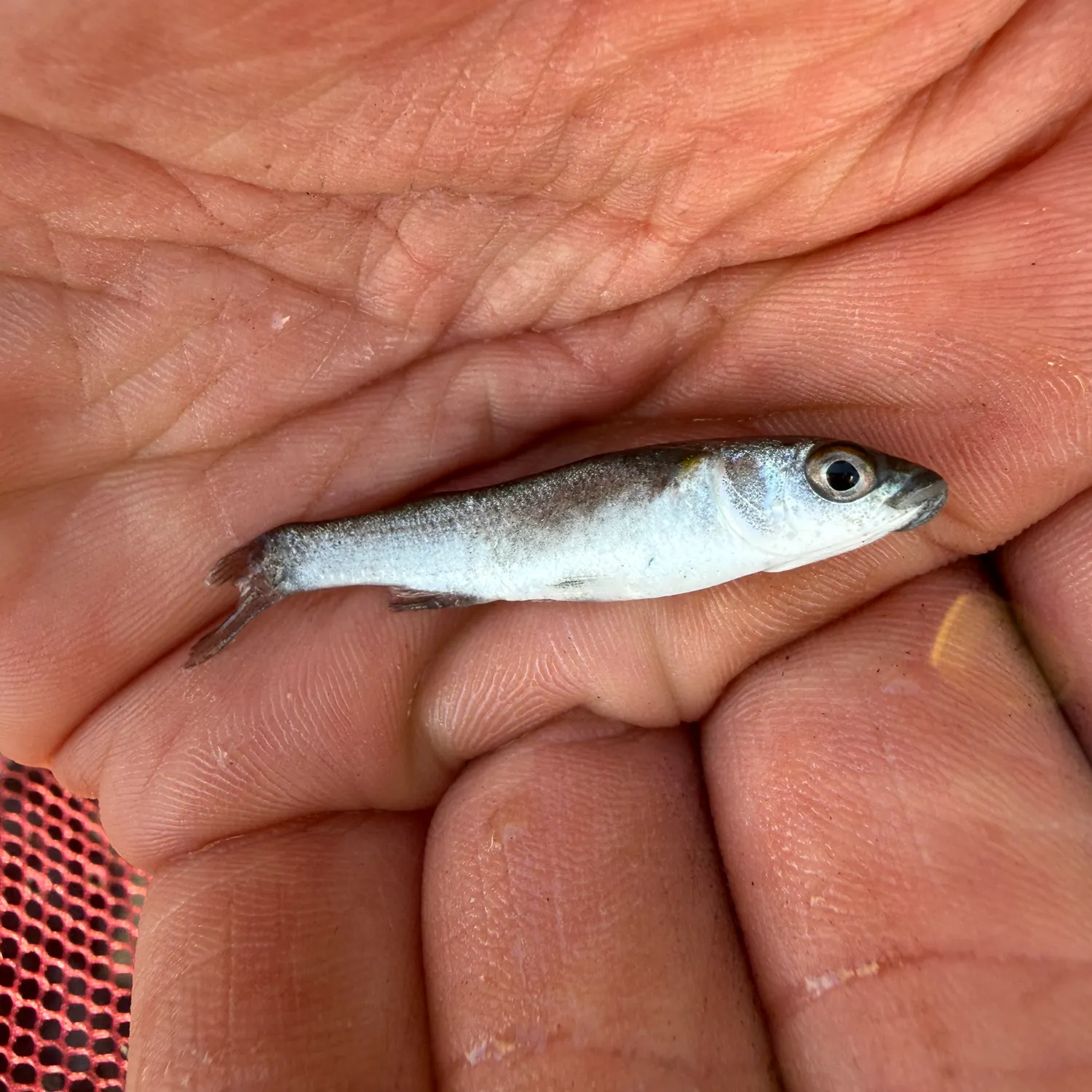 The most recent Yellow-eye mullet catches on Fishbrain