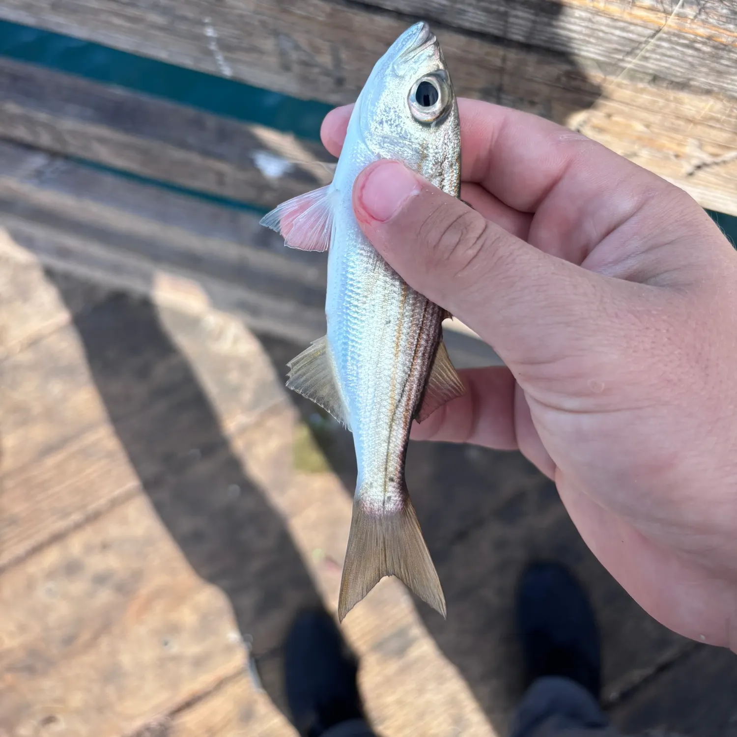 The most recent Californian salema catches on Fishbrain