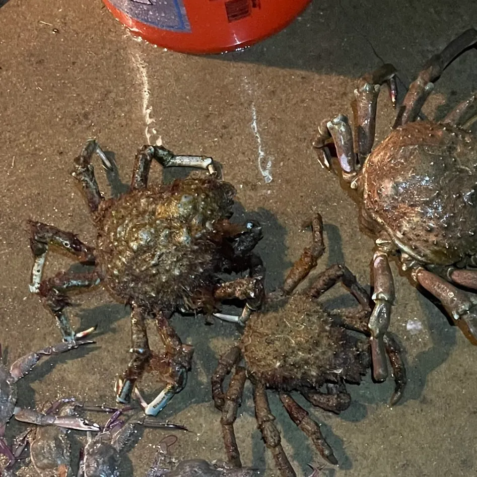 The most recent European spider crab catches on Fishbrain