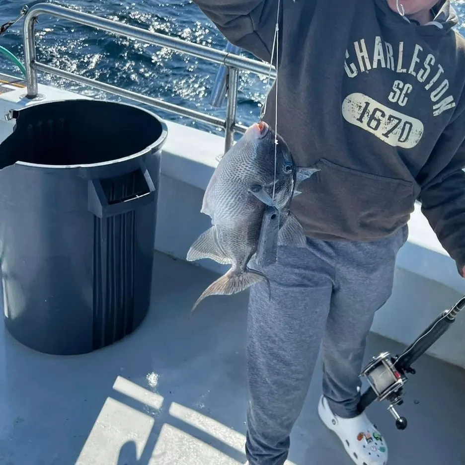 The most recent Ocean triggerfish catches on Fishbrain