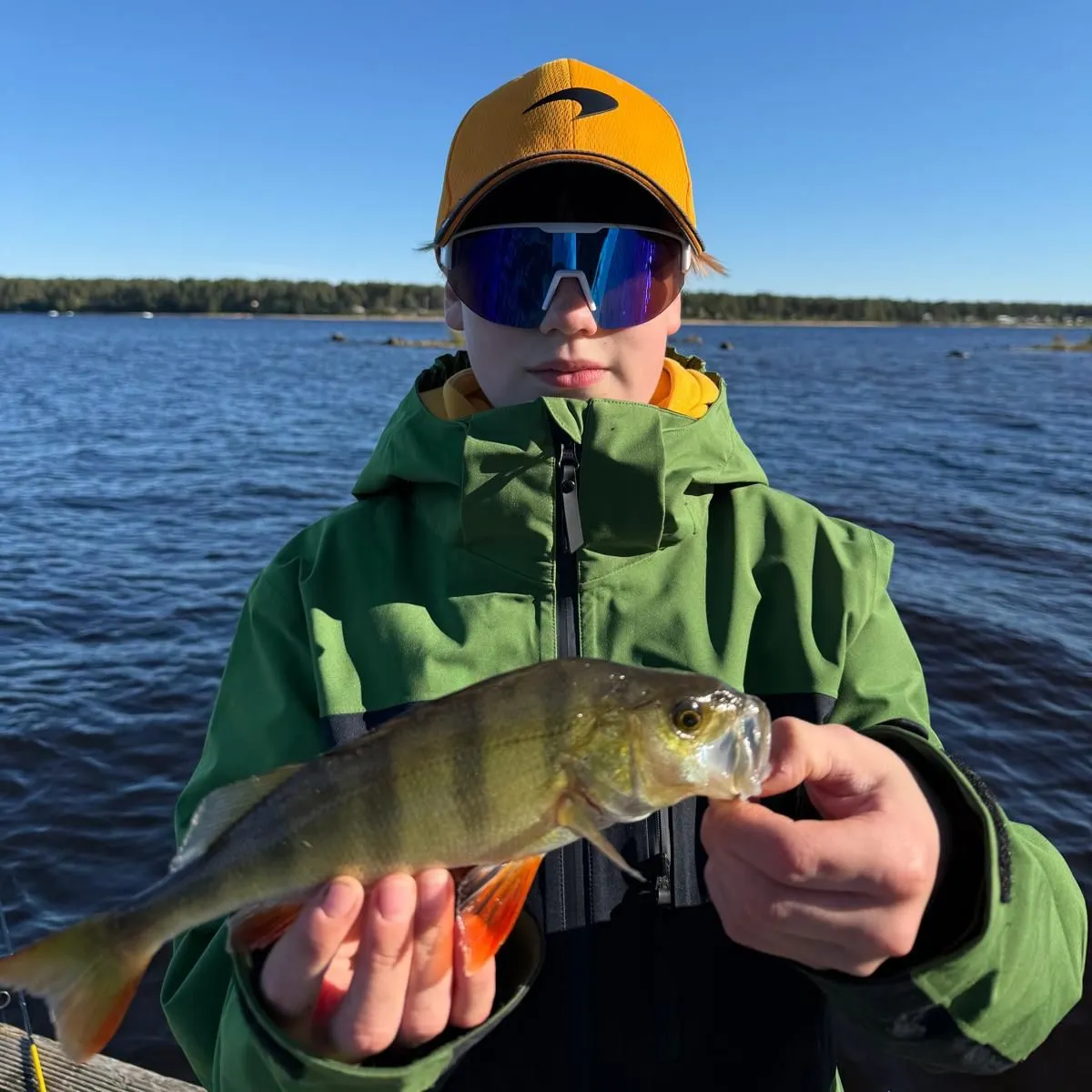 European perch caught on Fishbrain