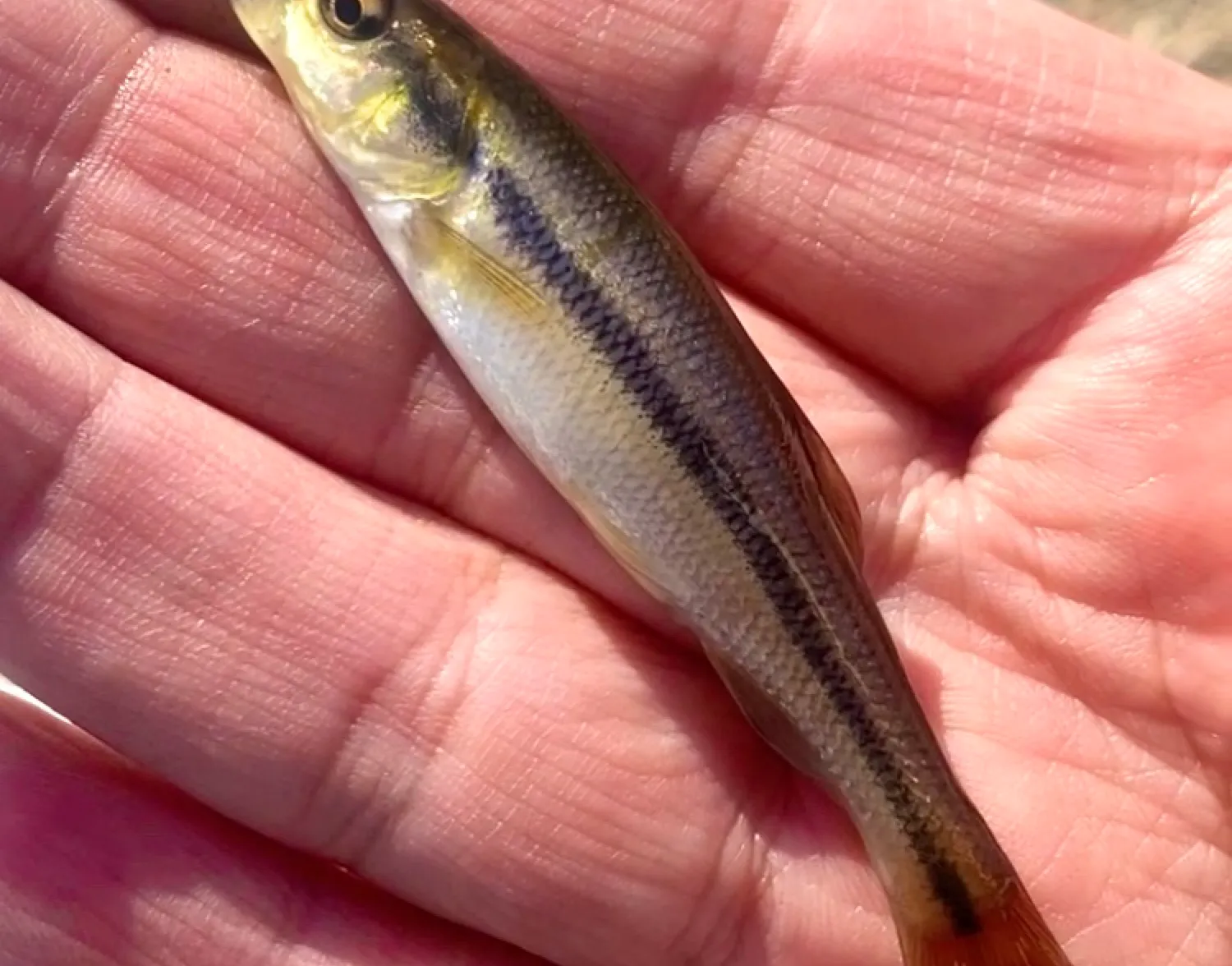 Eastern blacknose dace