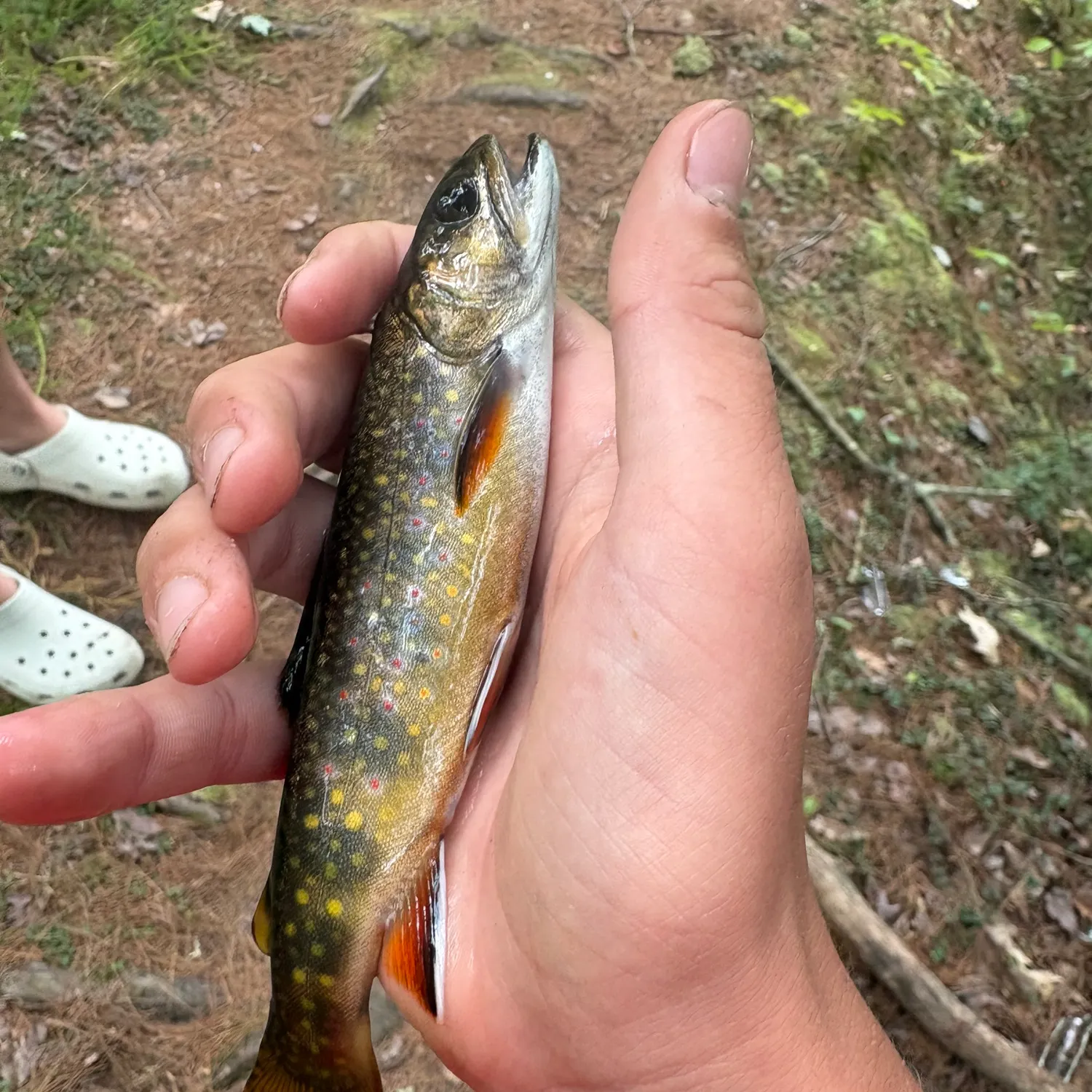 Brook trout caught on Fishbrain