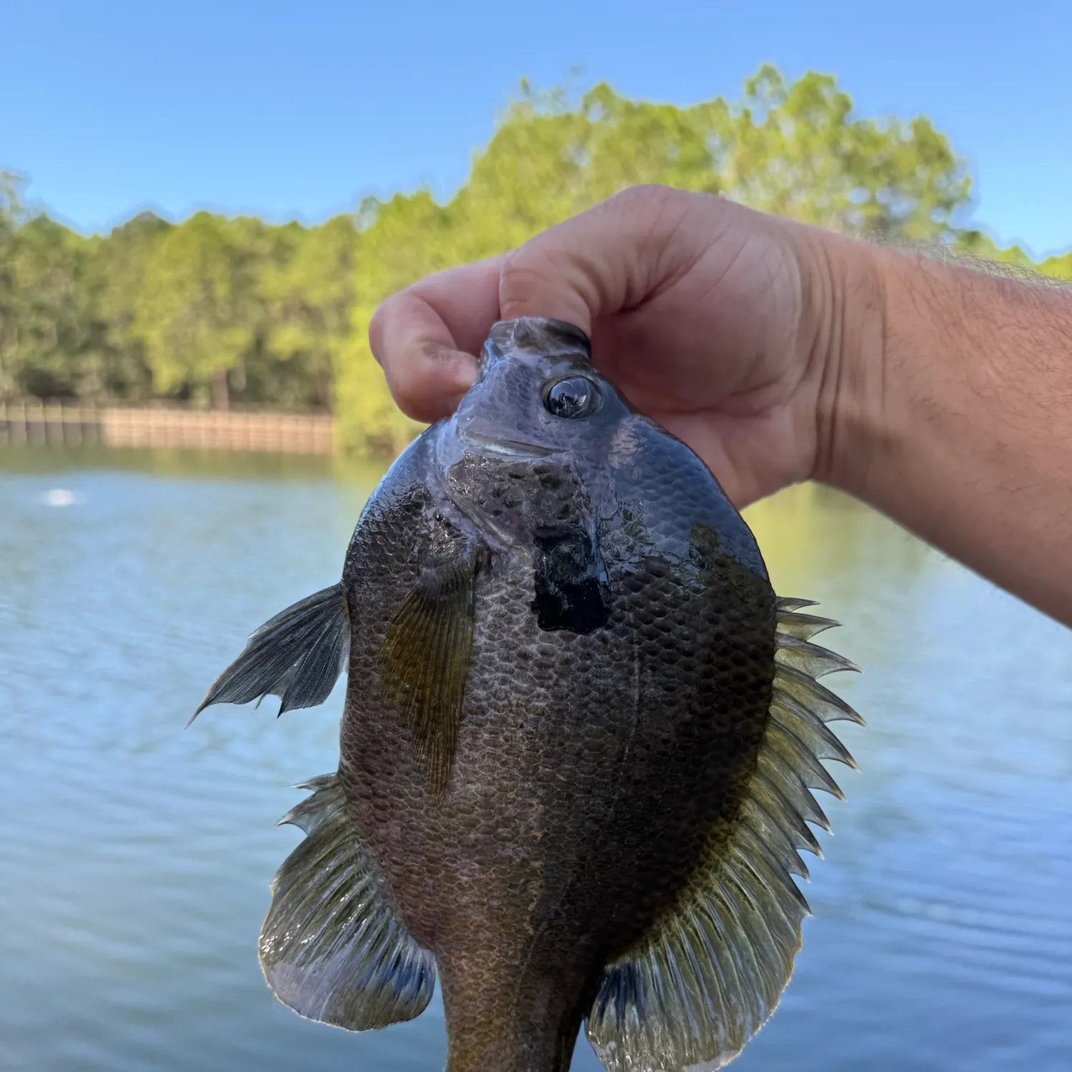 Bluegill caught on Fishbrain
