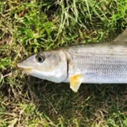 The most recent West Atlantic bonefish catches on Fishbrain