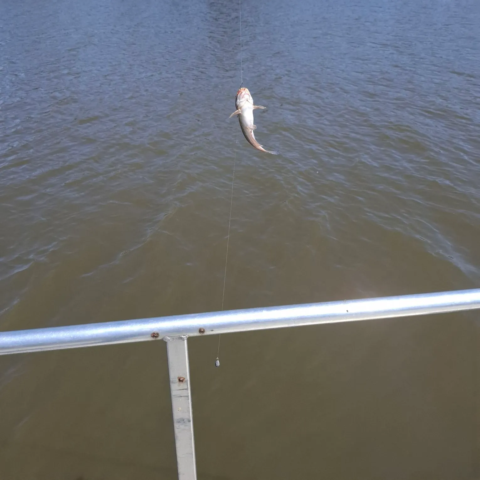 Channel catfish caught on Fishbrain