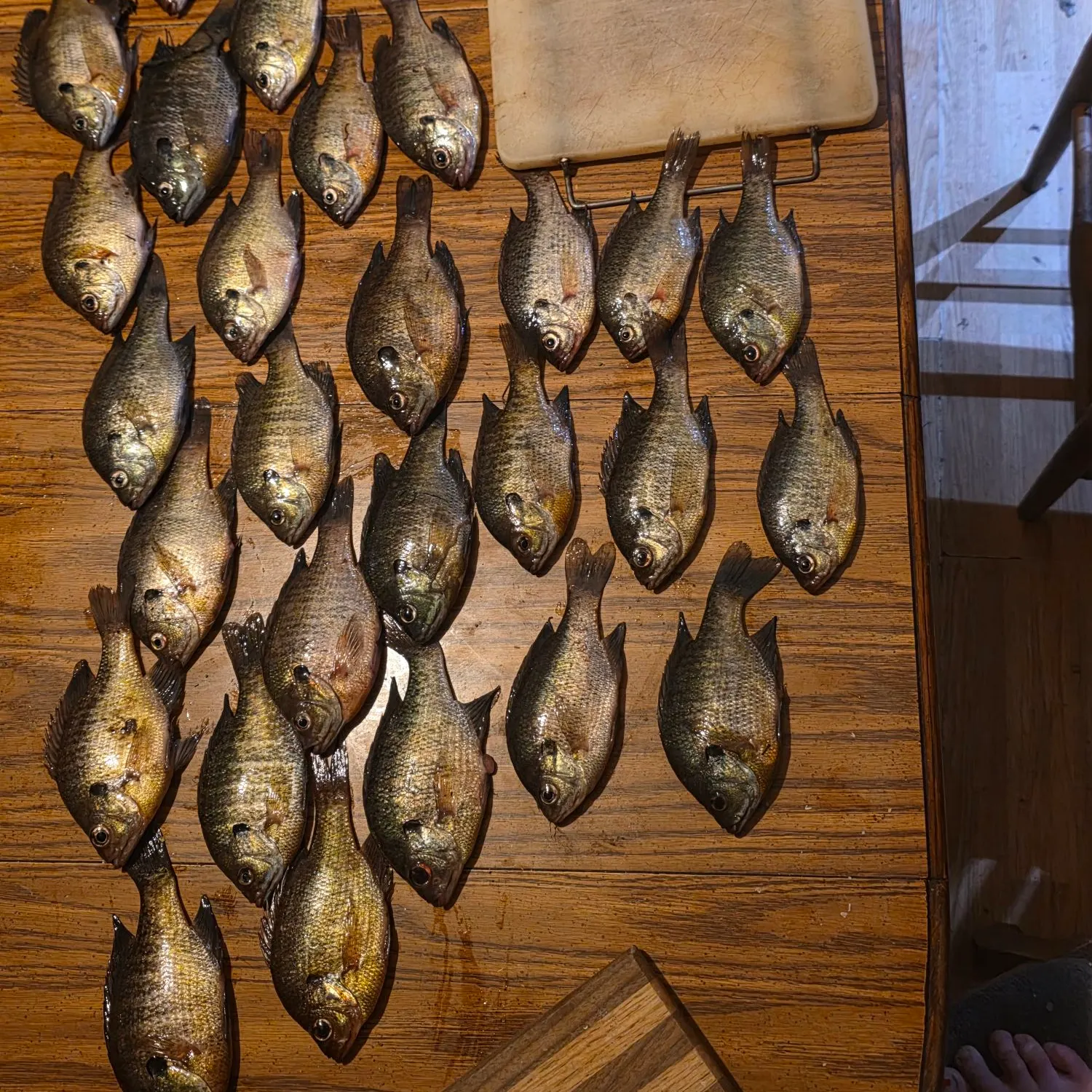 Bluegill caught on Fishbrain