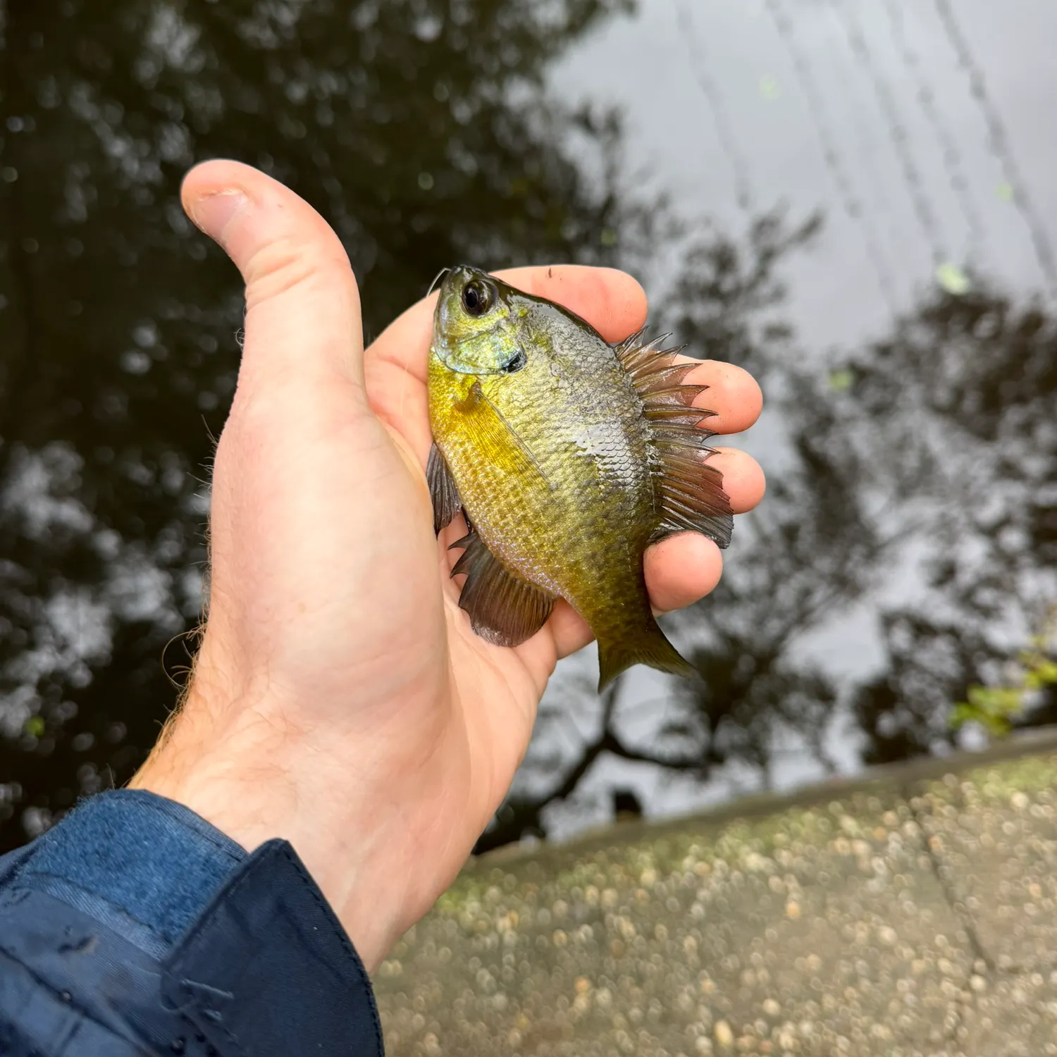 Bluegill caught on Fishbrain