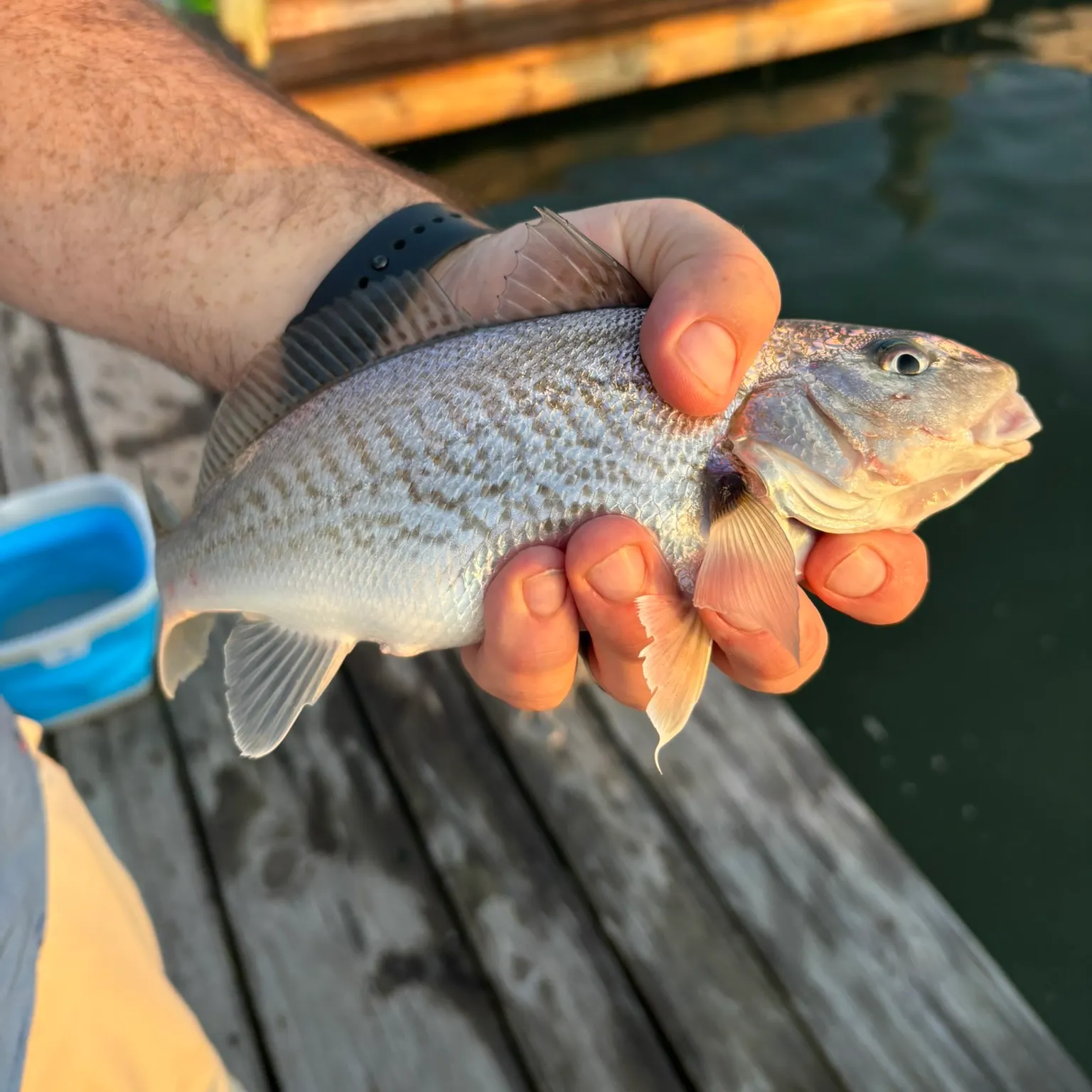 The most recent Atlantic croaker catches on Fishbrain