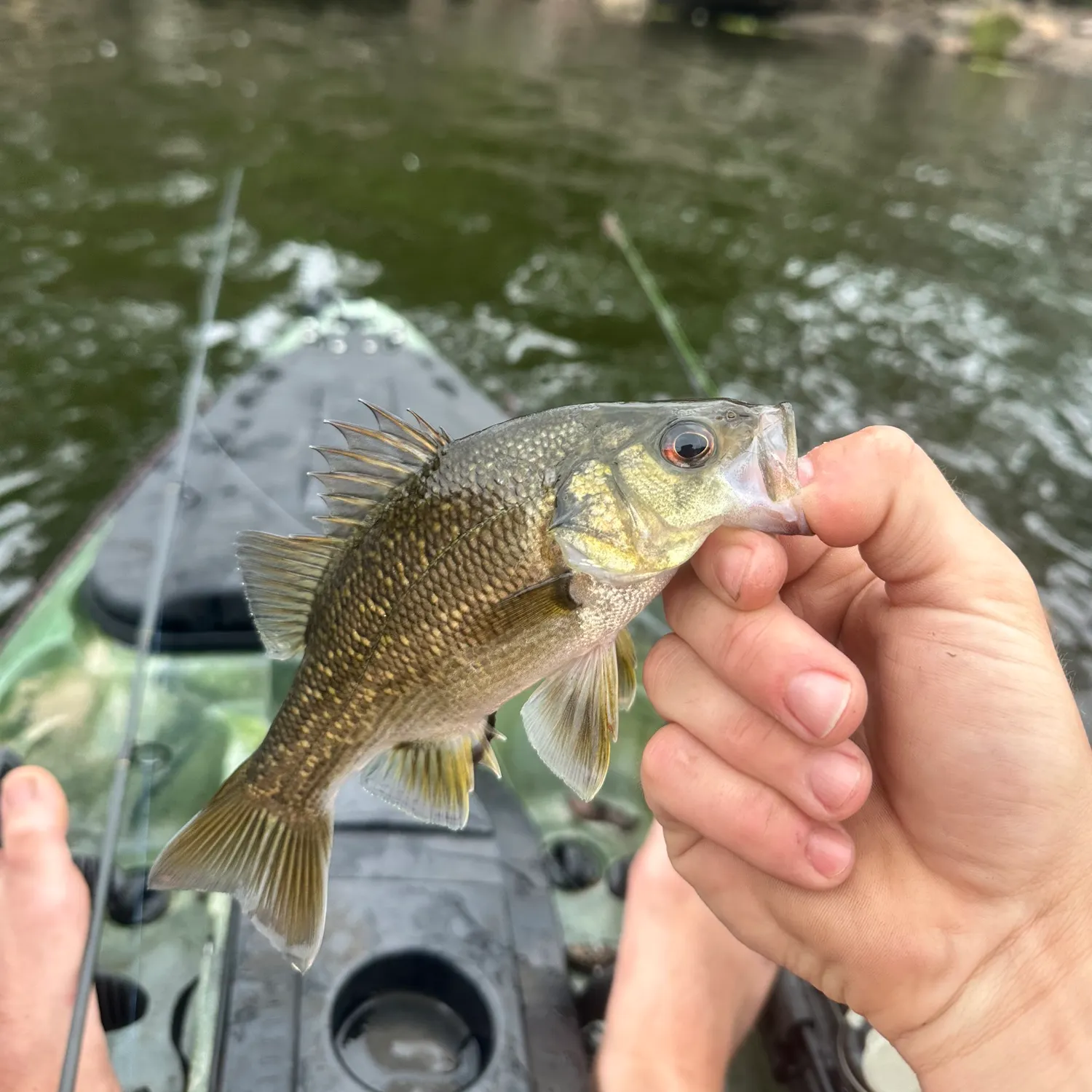 The most recent Australian bass catches on Fishbrain