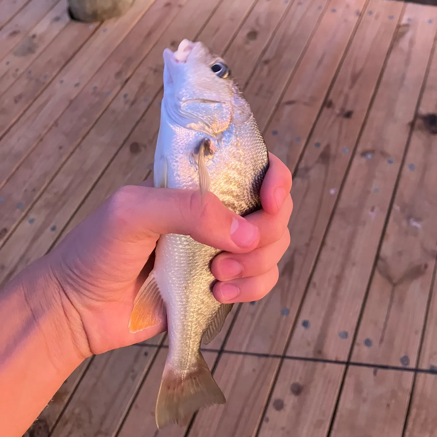 Atlantic croaker caught on Fishbrain