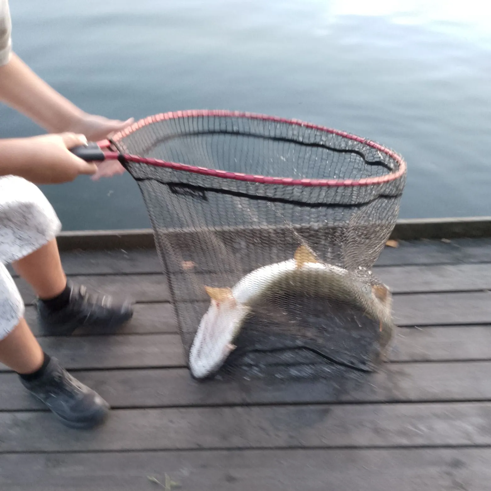Northern pike caught on Fishbrain