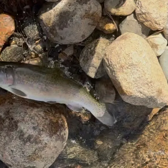 Rainbow trout caught on Fishbrain