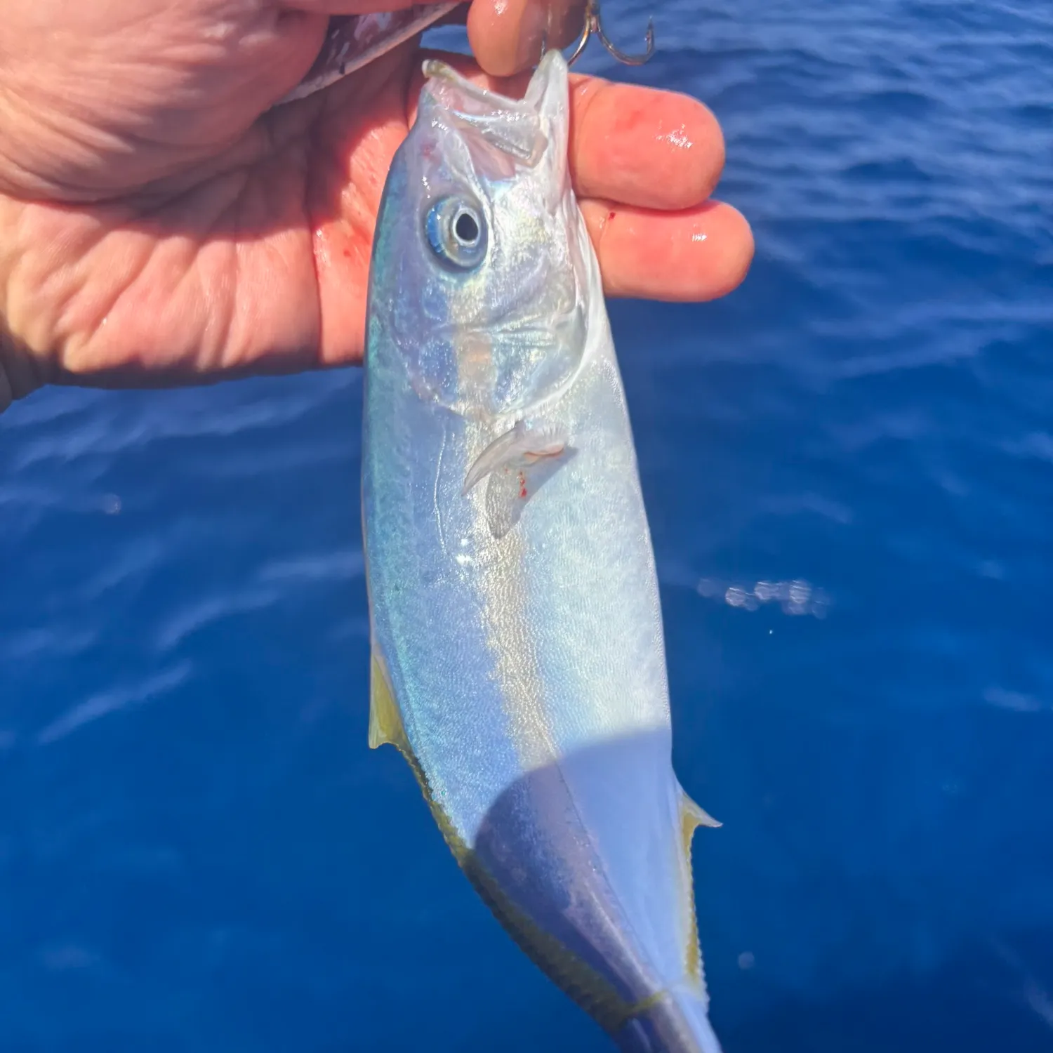 California yellowtail amberjack caught on Fishbrain