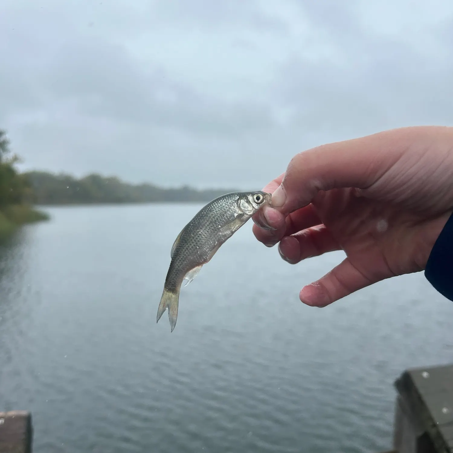 The most recent Sacramento pikeminnow catches on Fishbrain