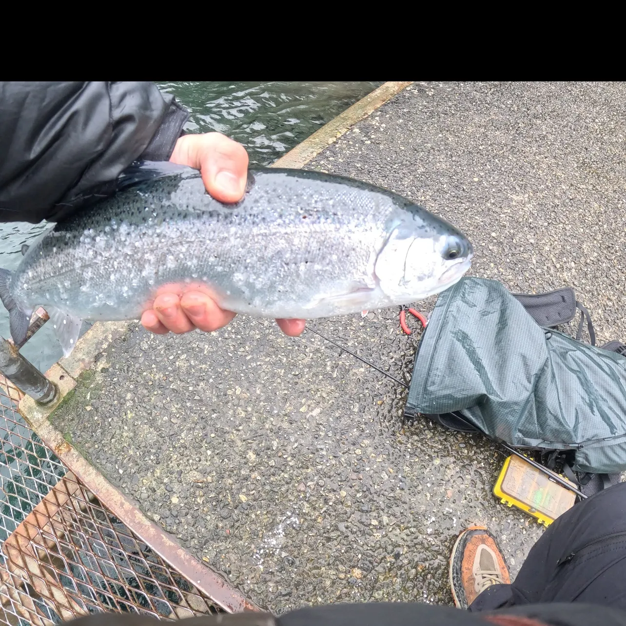 Rainbow trout caught on Fishbrain