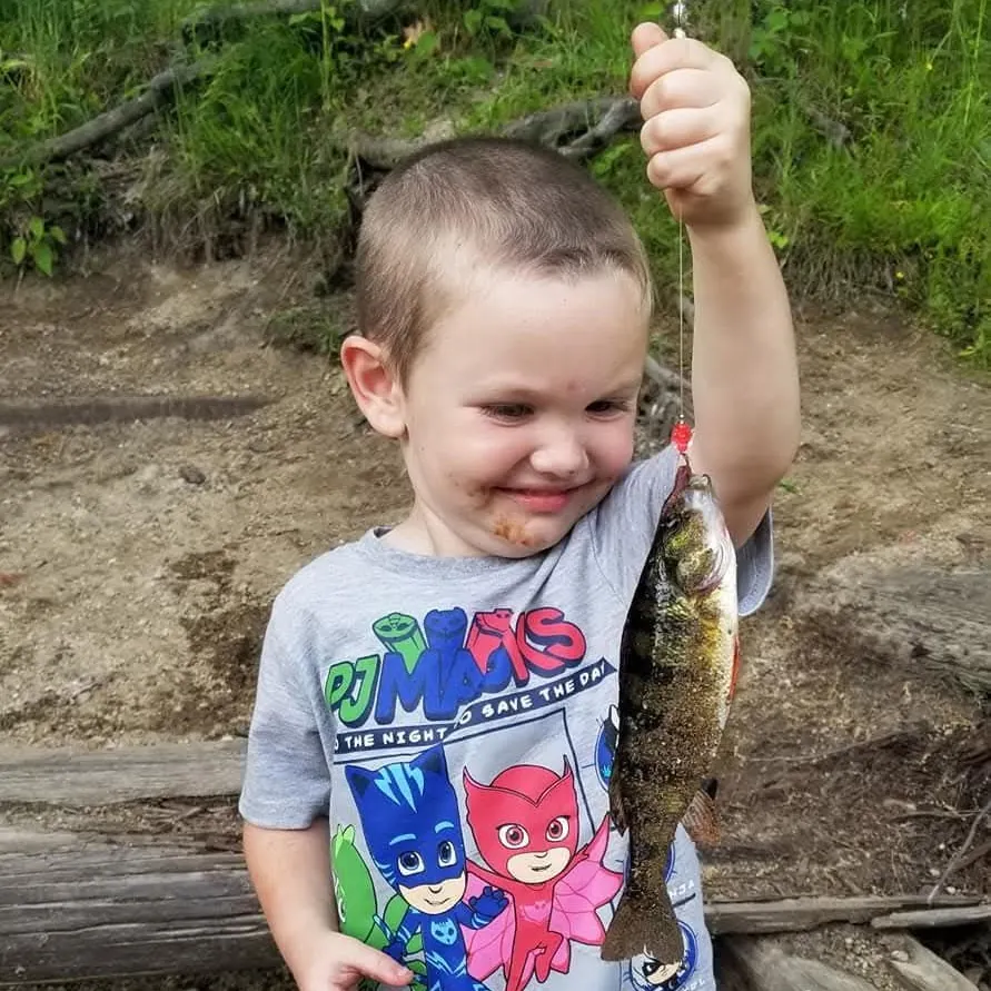 Yellow perch caught on Fishbrain