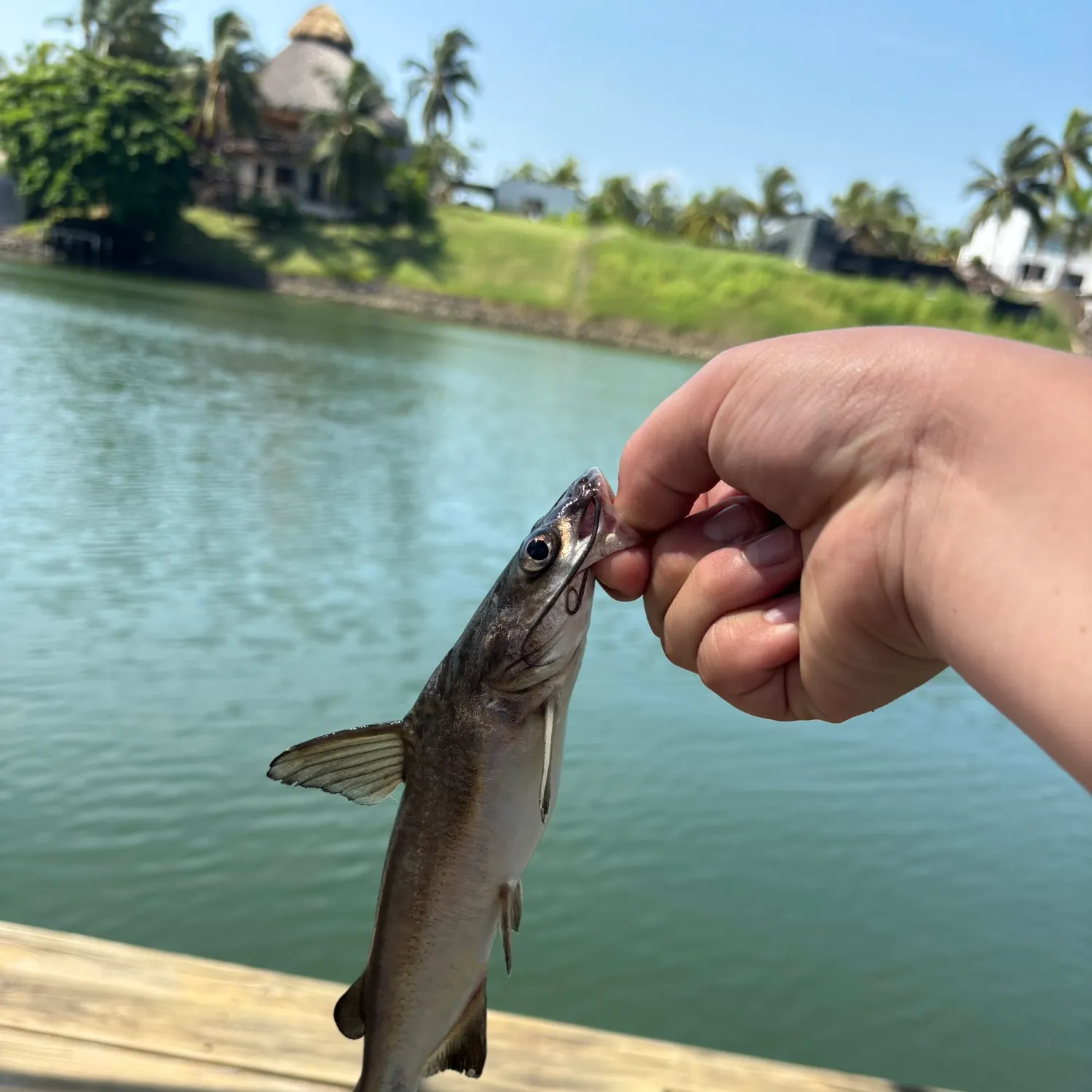 catch