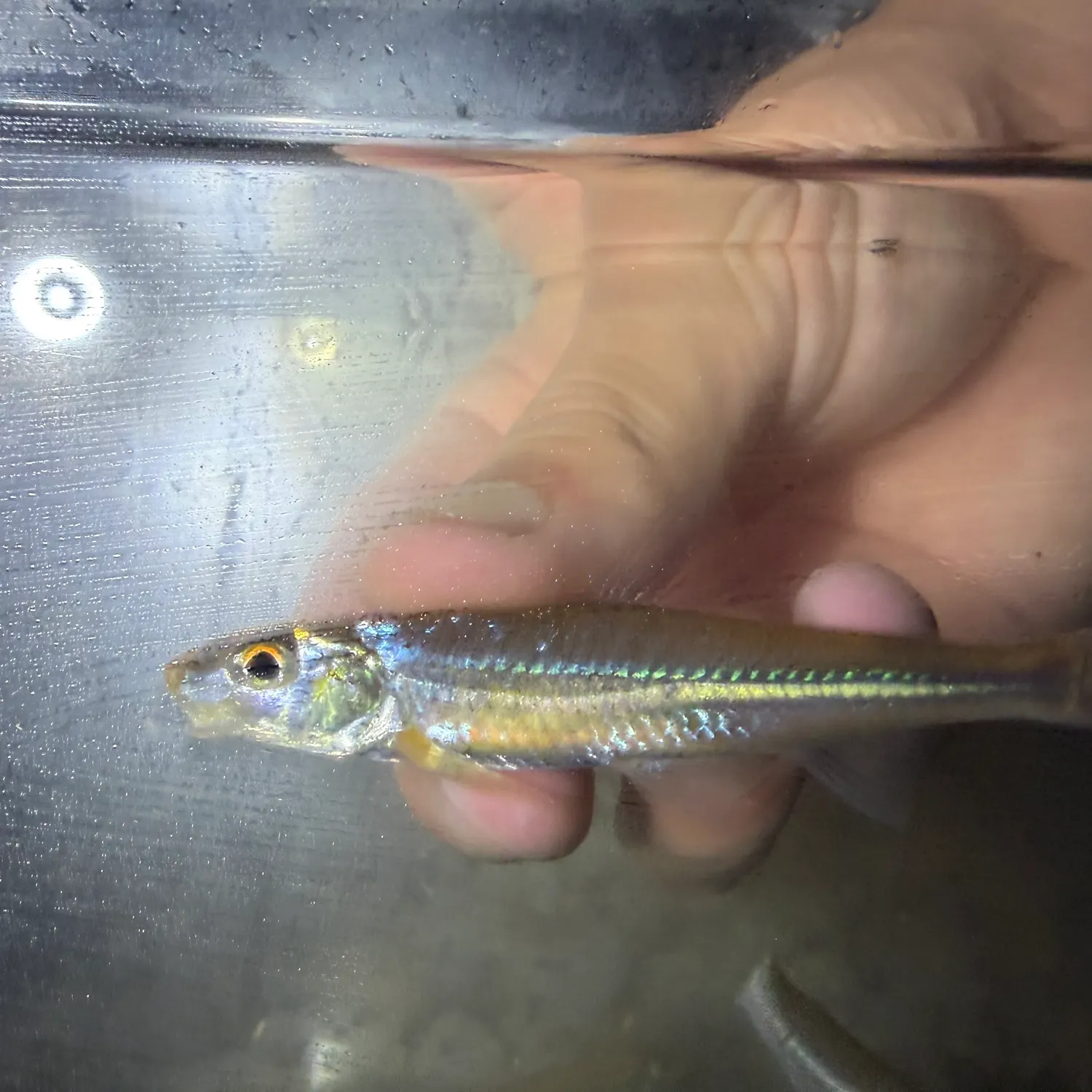 The most recent Silver chub catches on Fishbrain