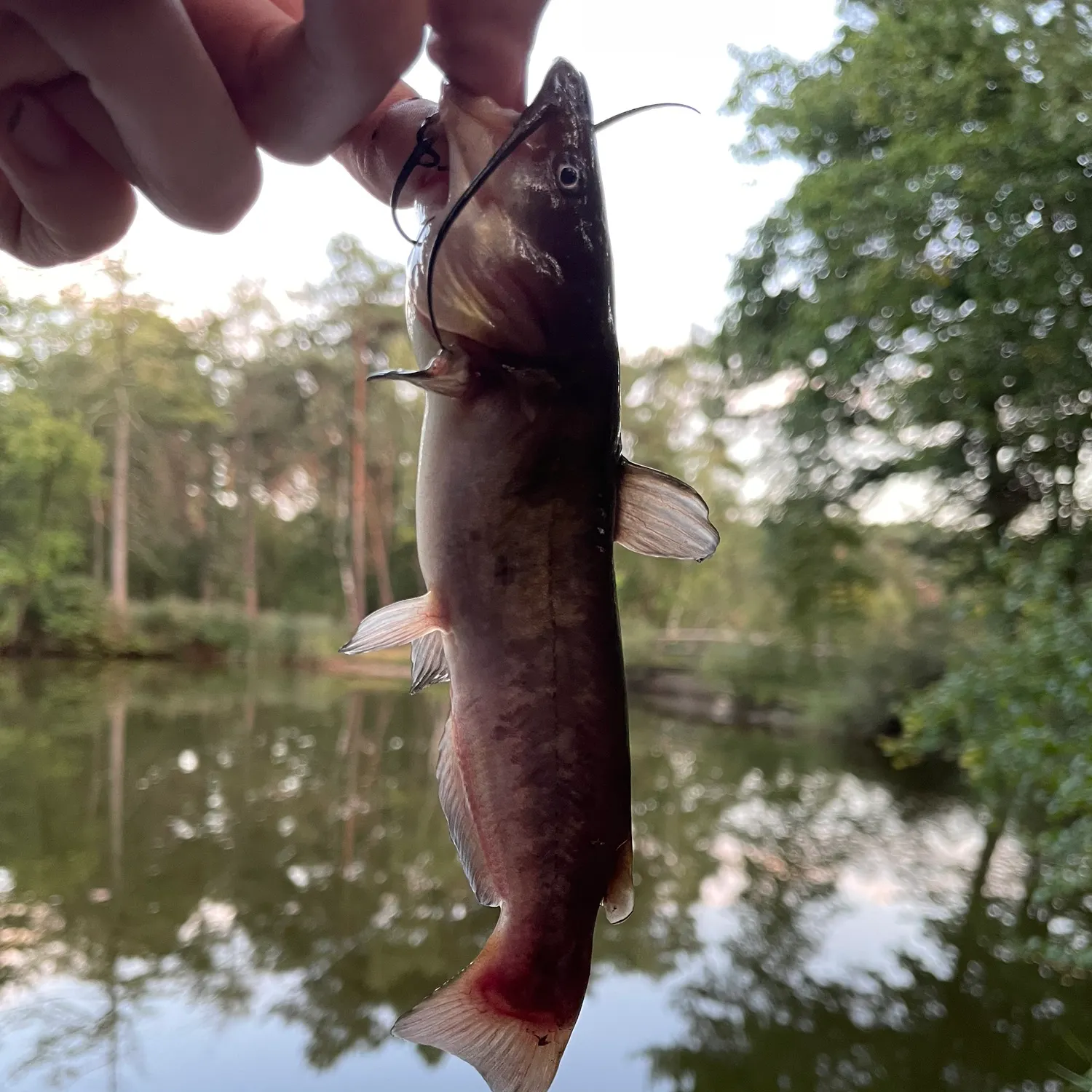 Brown bullhead caught on Fishbrain
