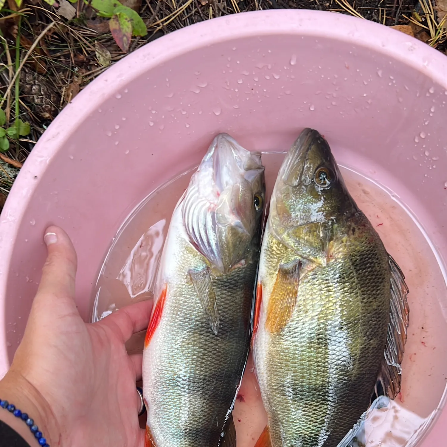European perch caught on Fishbrain