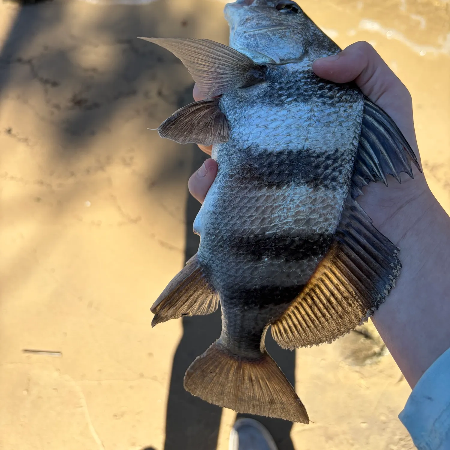 Black drum caught on Fishbrain