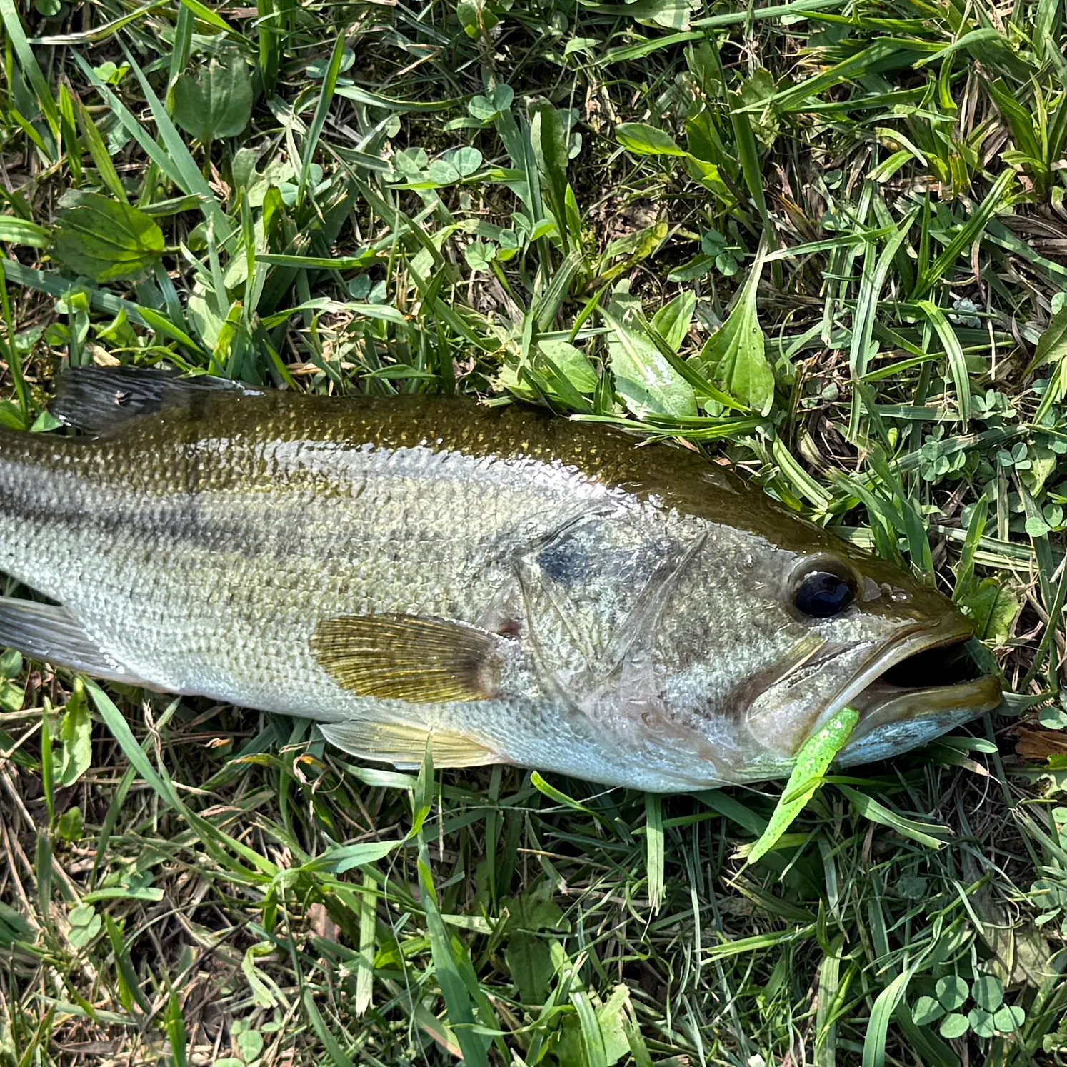 Largemouth bass caught on Fishbrain