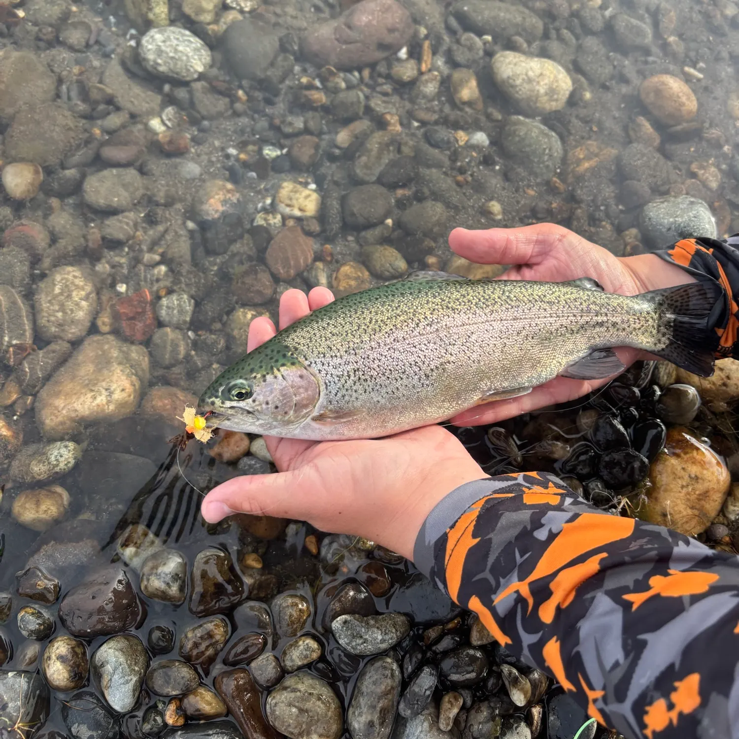 Rainbow trout caught on Fishbrain