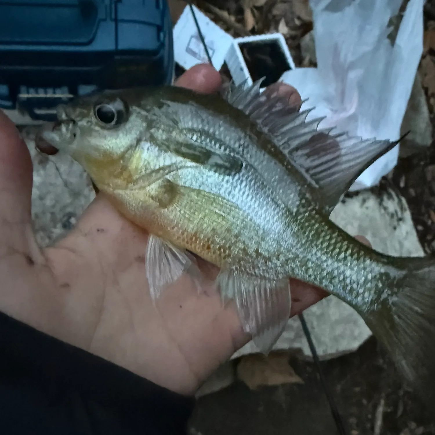 The most recent Redbreast sunfish catches on Fishbrain