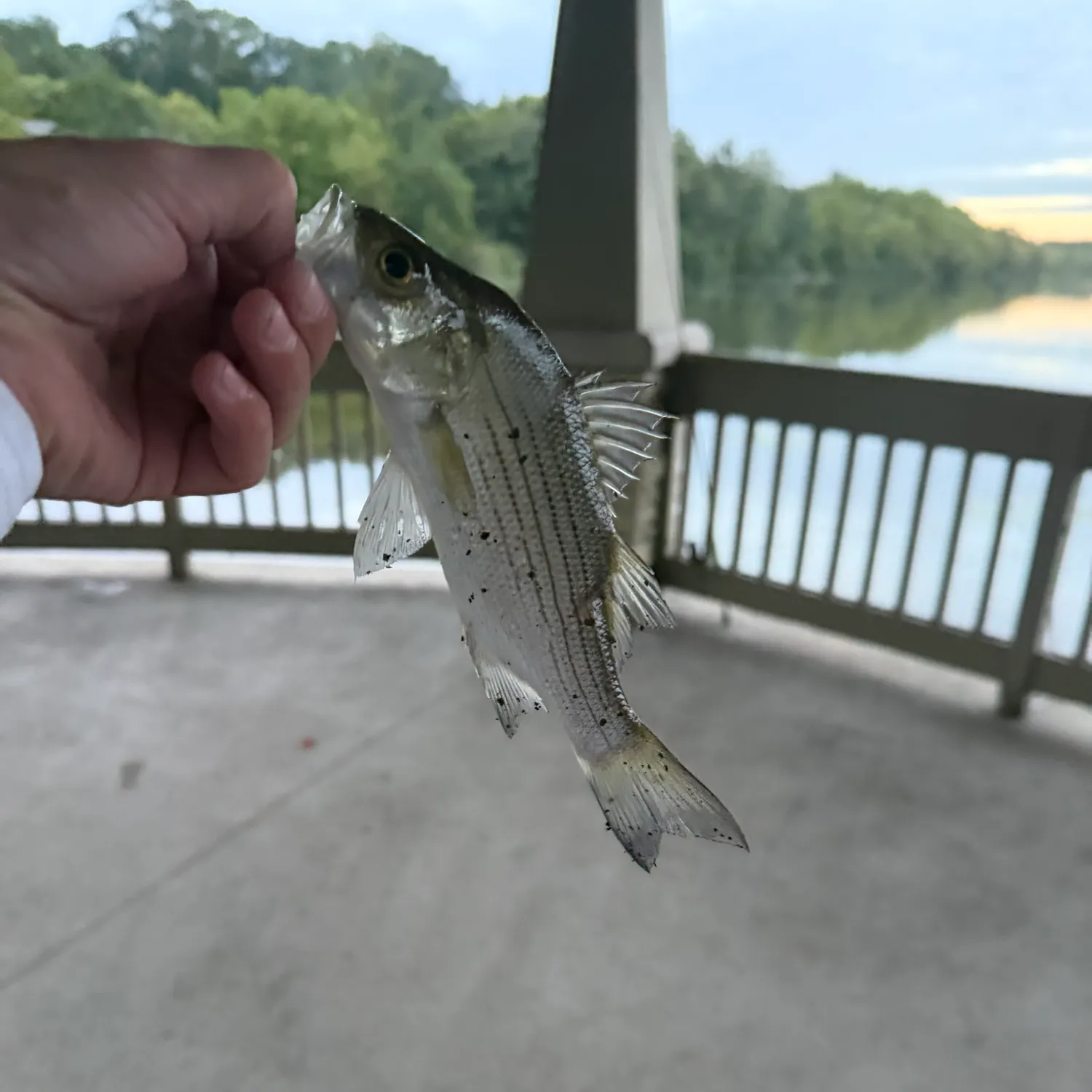 White bass caught on Fishbrain