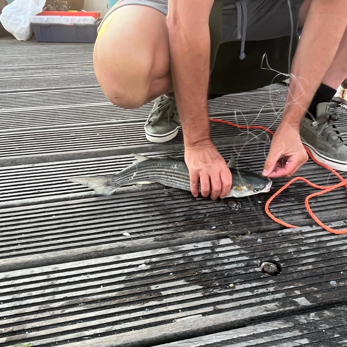 The most recent Golden grey mullet catches on Fishbrain