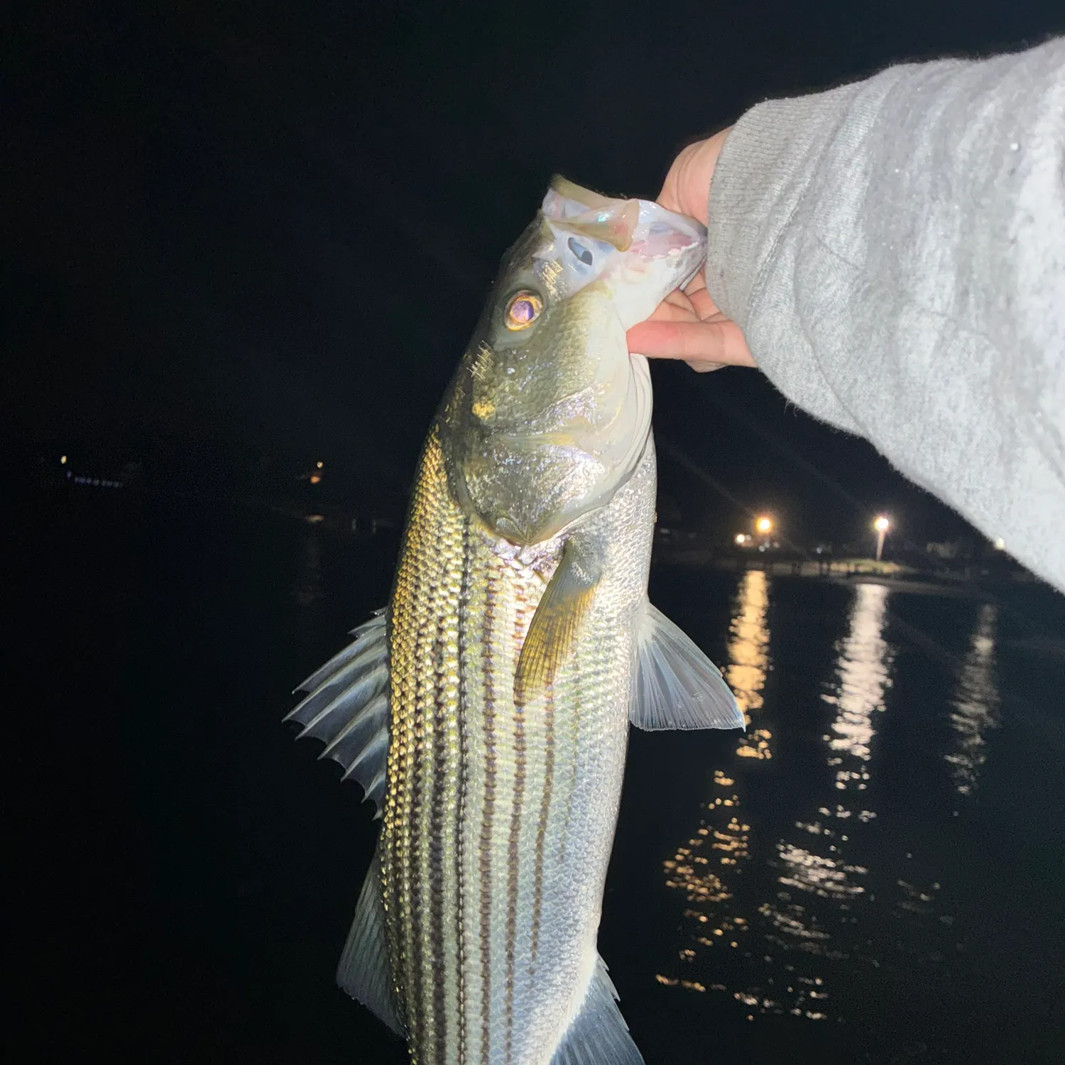Striped bass caught on Fishbrain