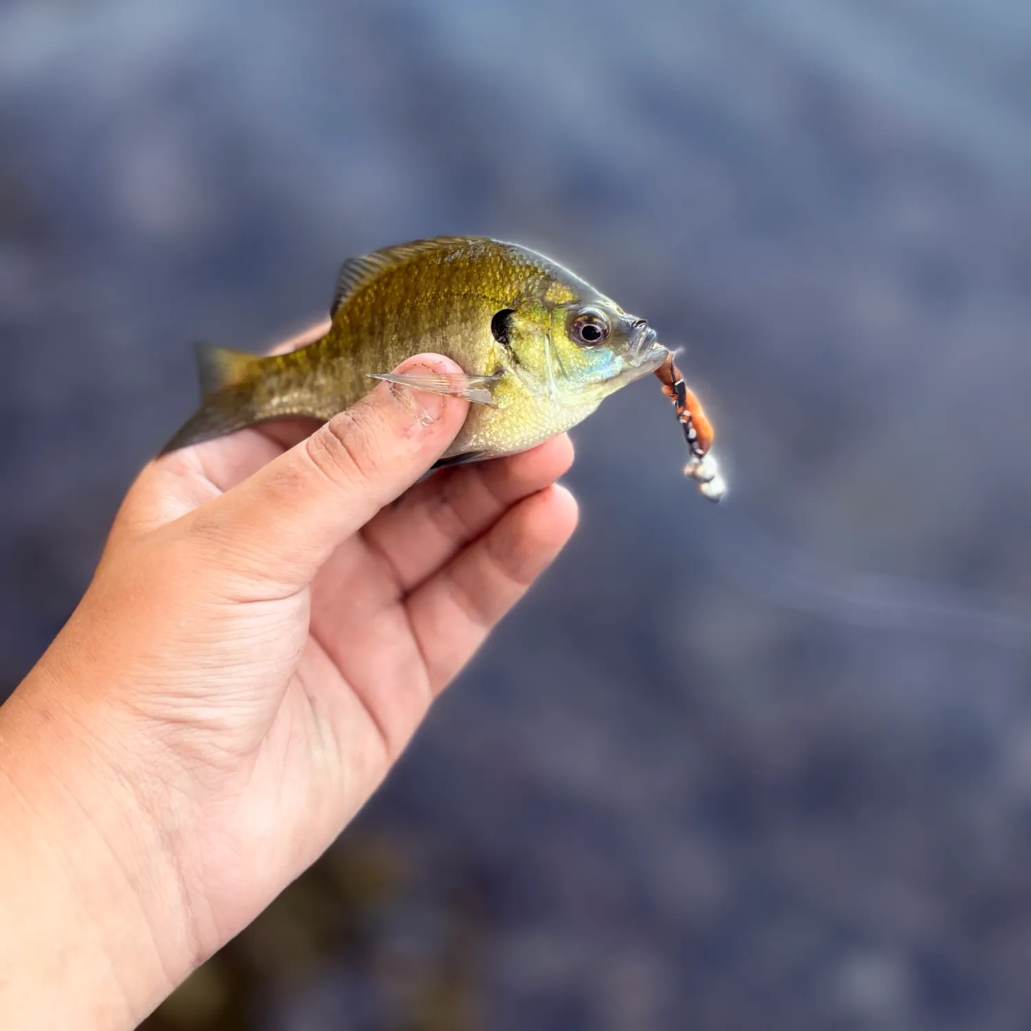 Bluegill caught on Fishbrain